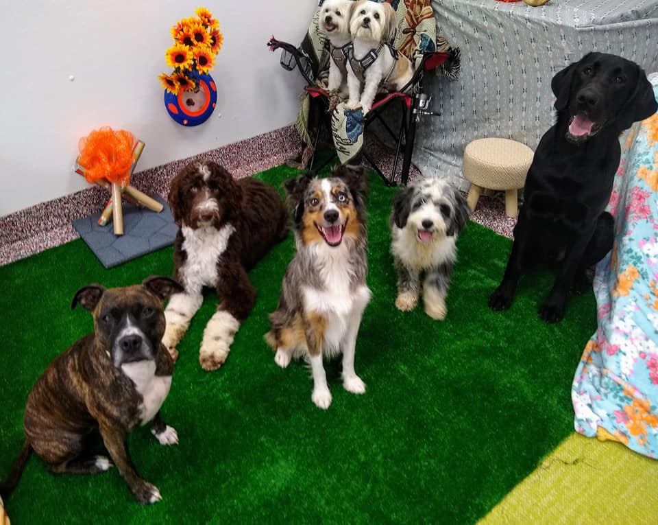 F.I.D.O. Finishing Institute For Dog Ownership Lancaster