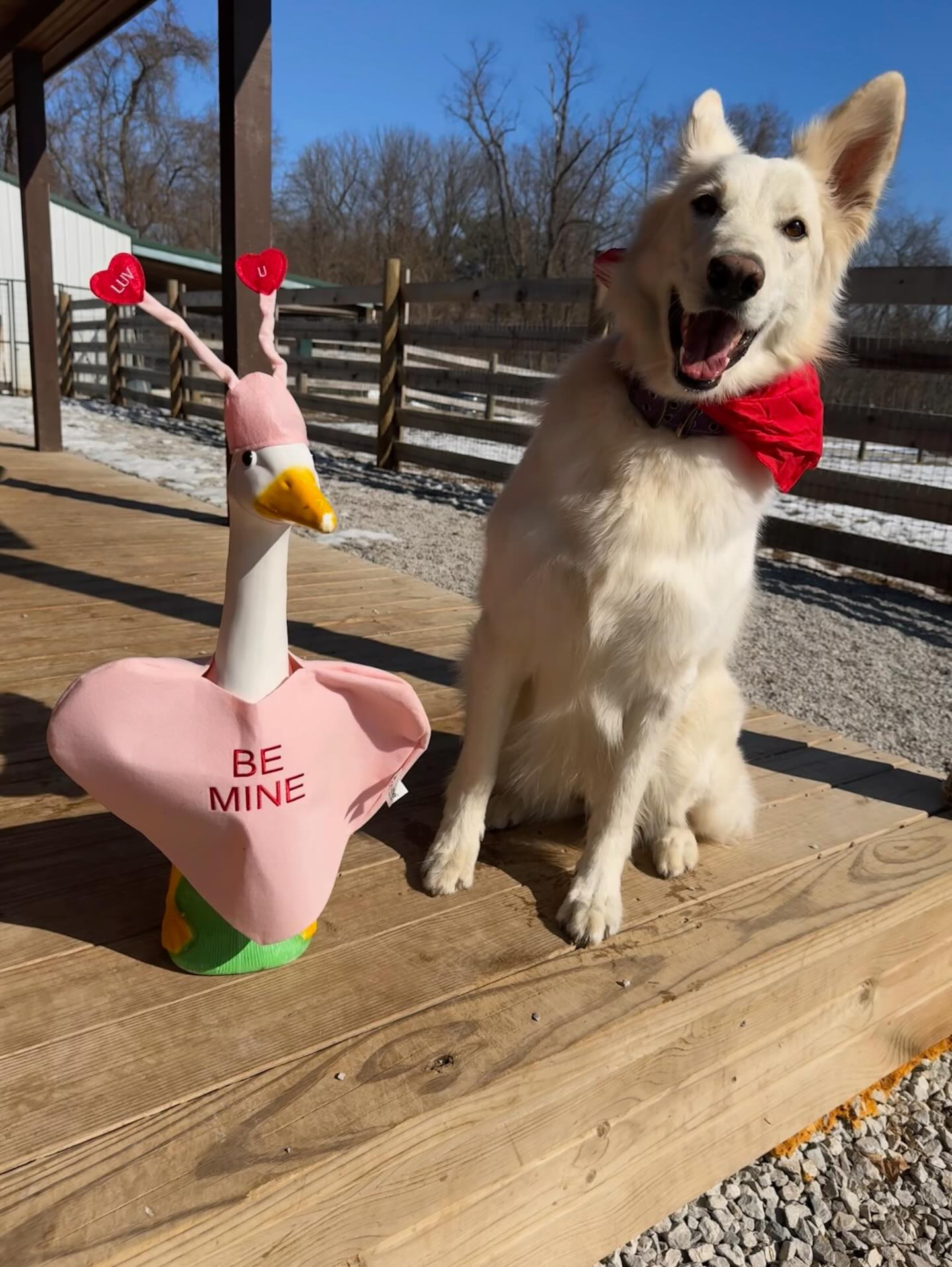 Canine Academy Columbus Lancaster