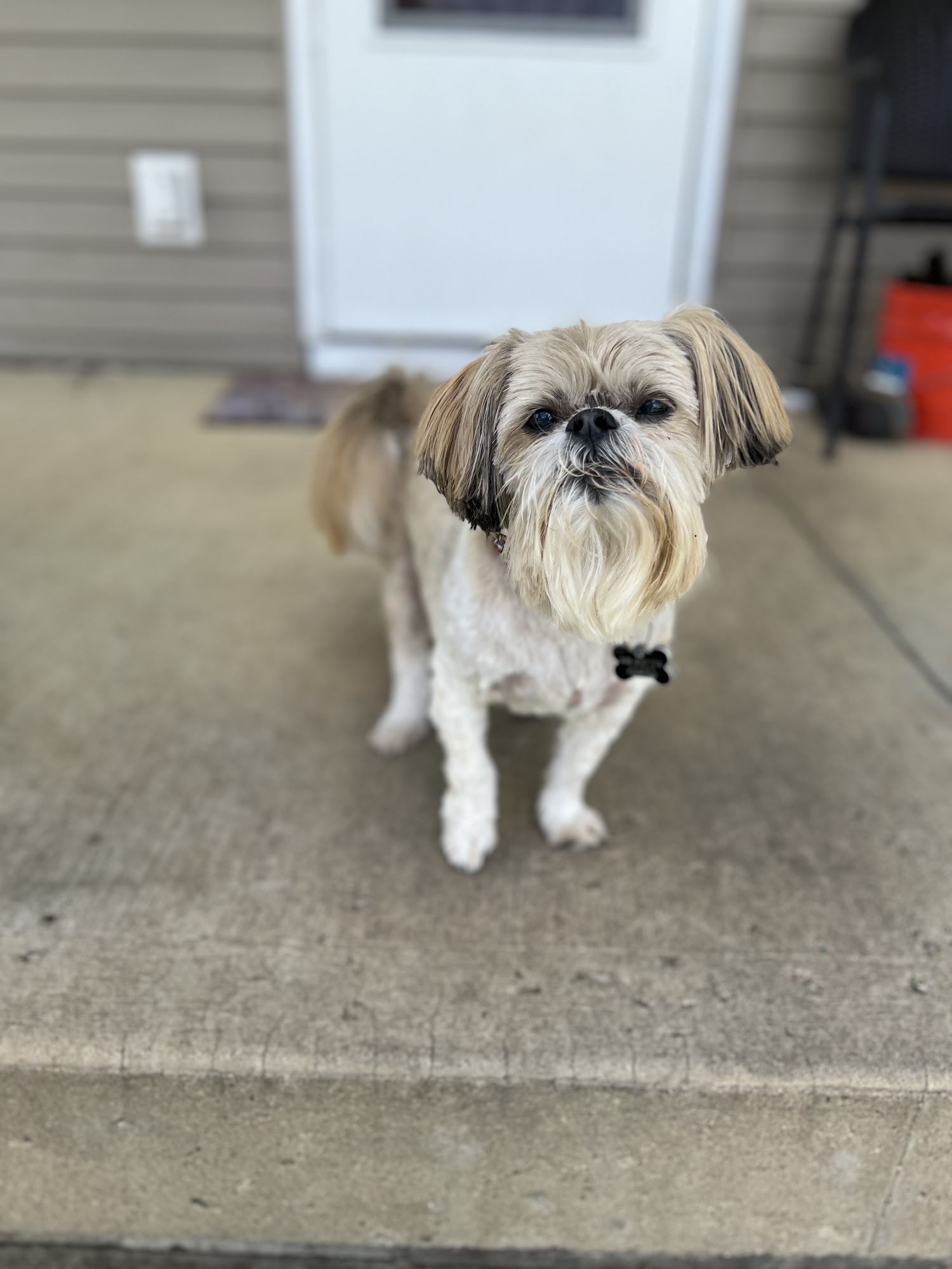 Dippity Do Dog Lancaster