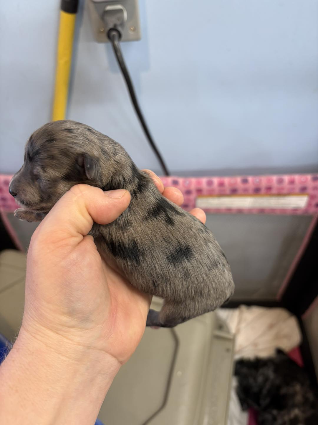 Doty's Miniature Schnauzers Lancaster