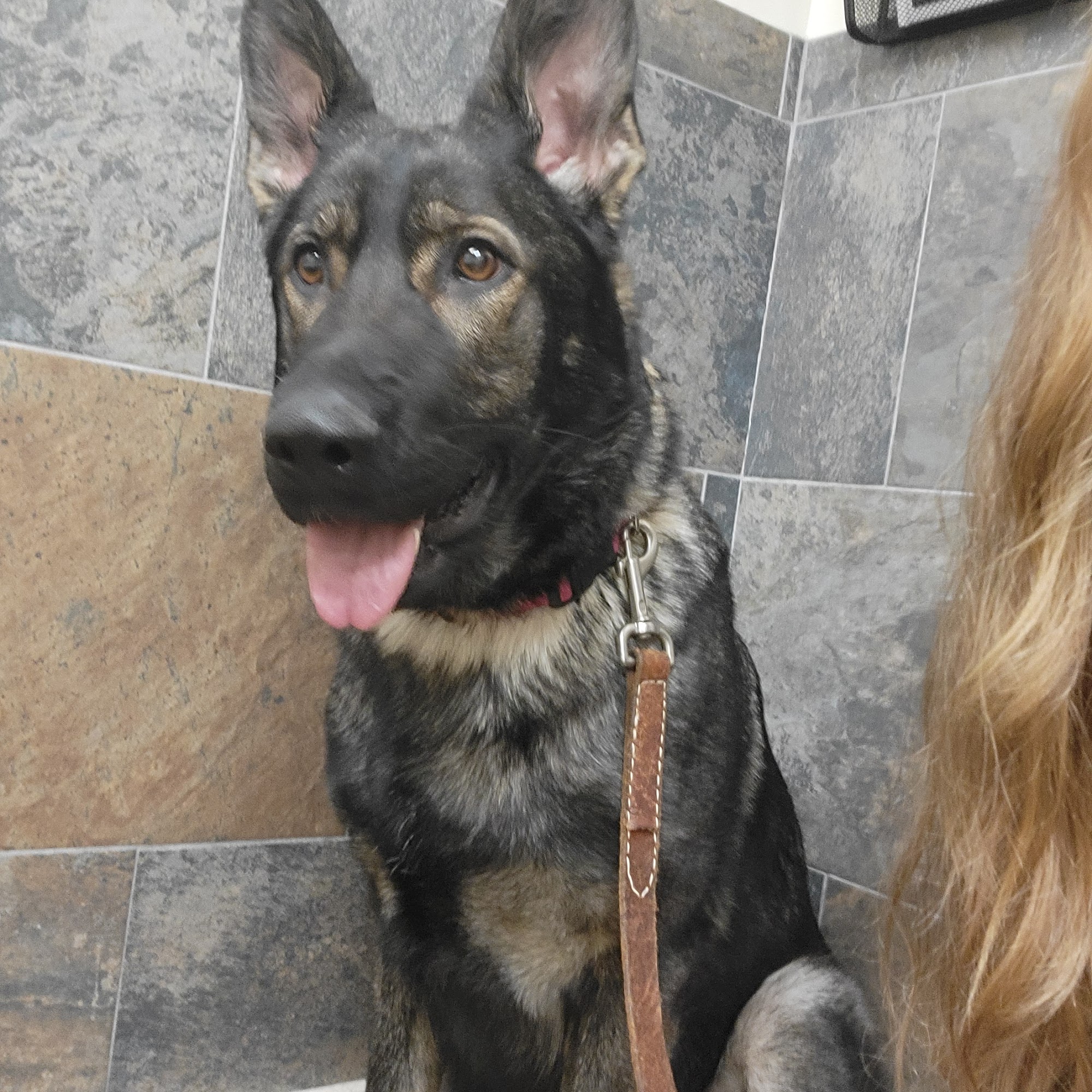 Four Paws Animal Hospital Lebanon