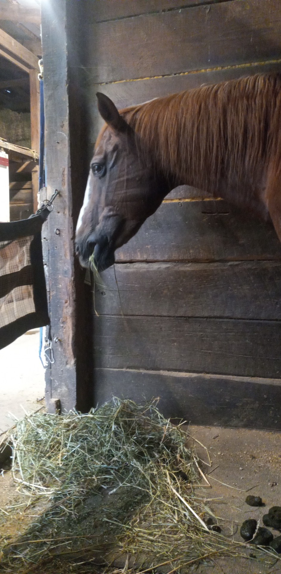 Lebanon Equine Clinic Lebanon