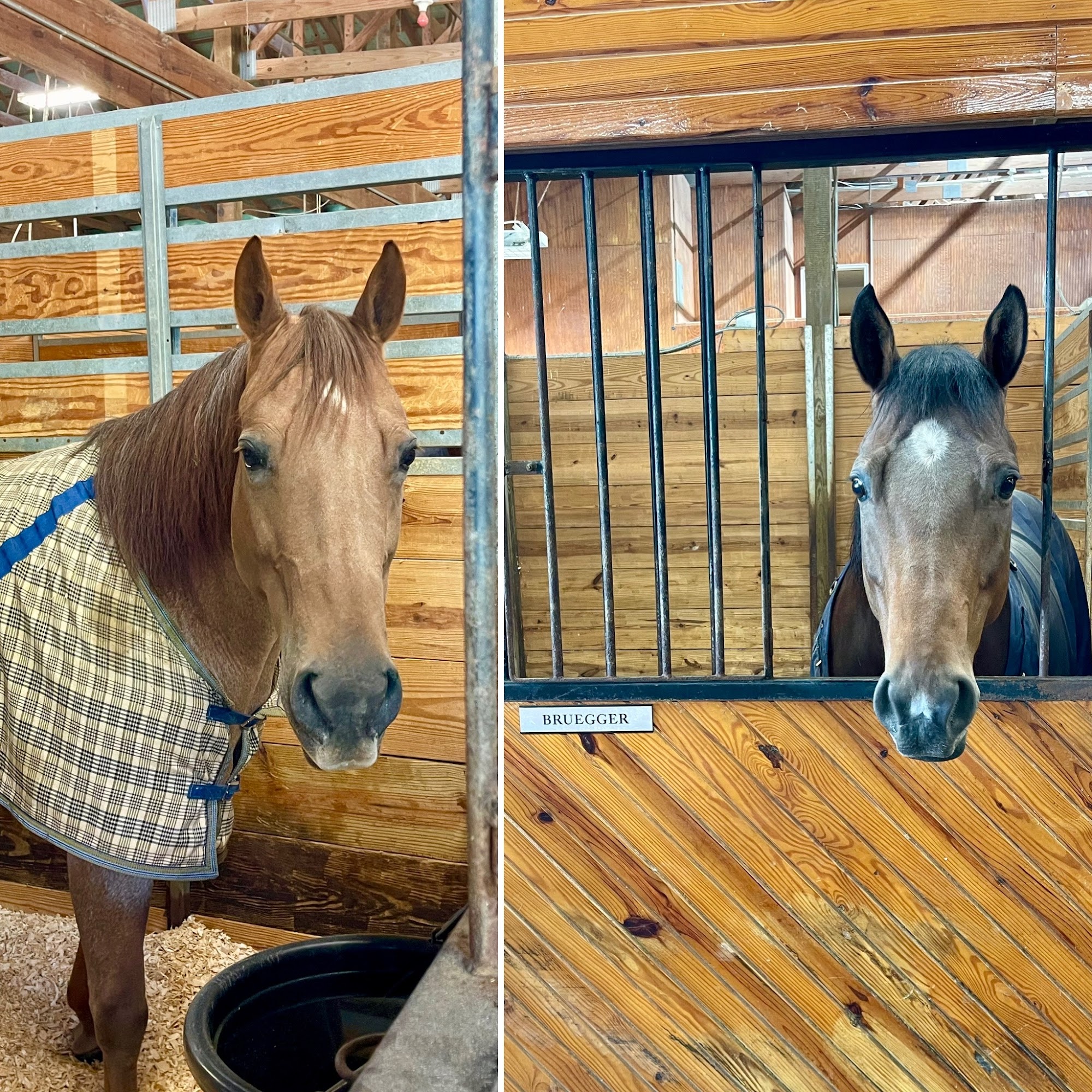 Lebanon Equine Clinic Lebanon