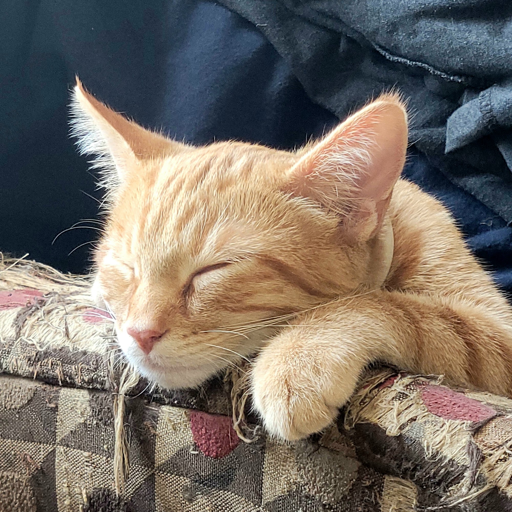 Meade Paul C DVM Lebanon