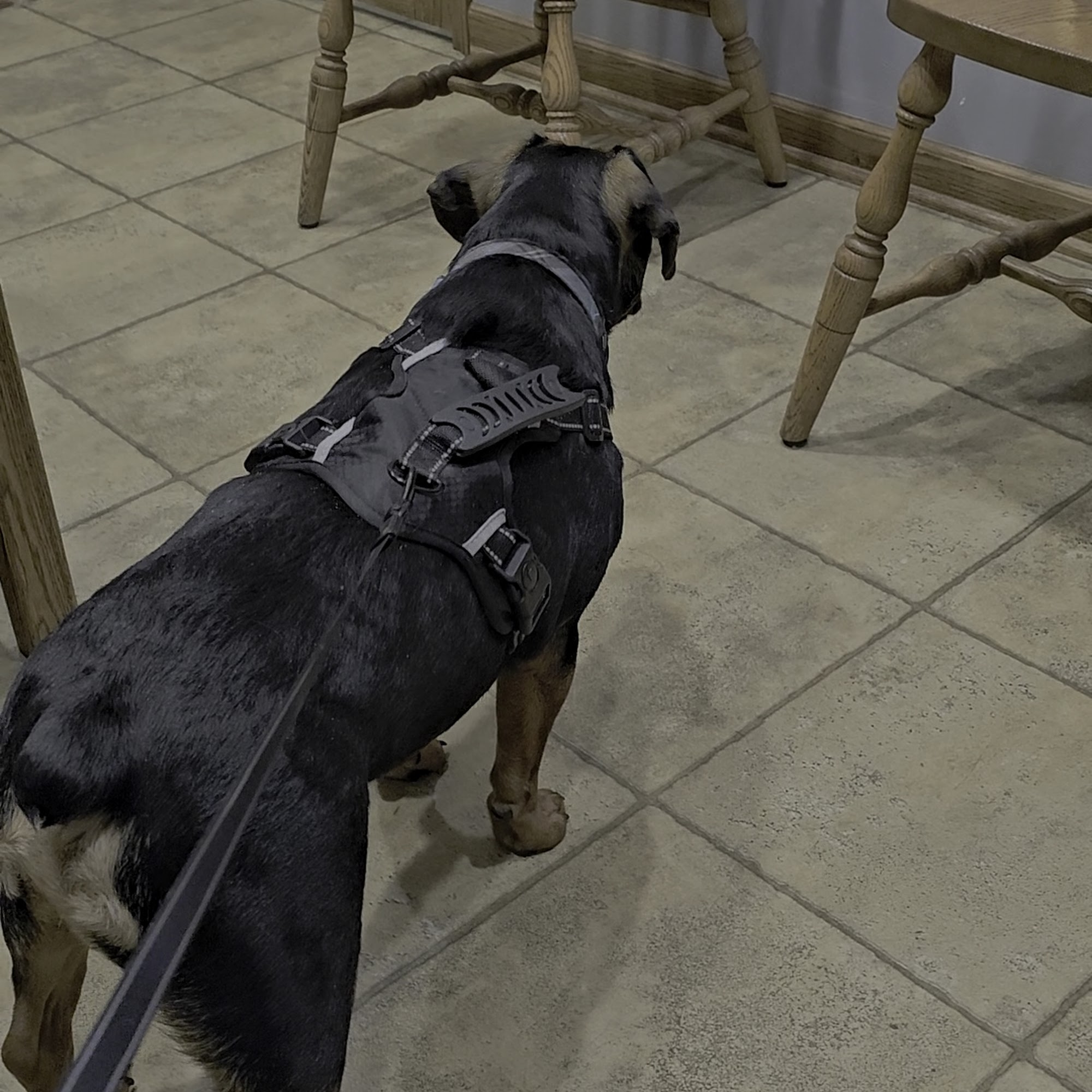 Custis Veterinary Hospital Lebanon