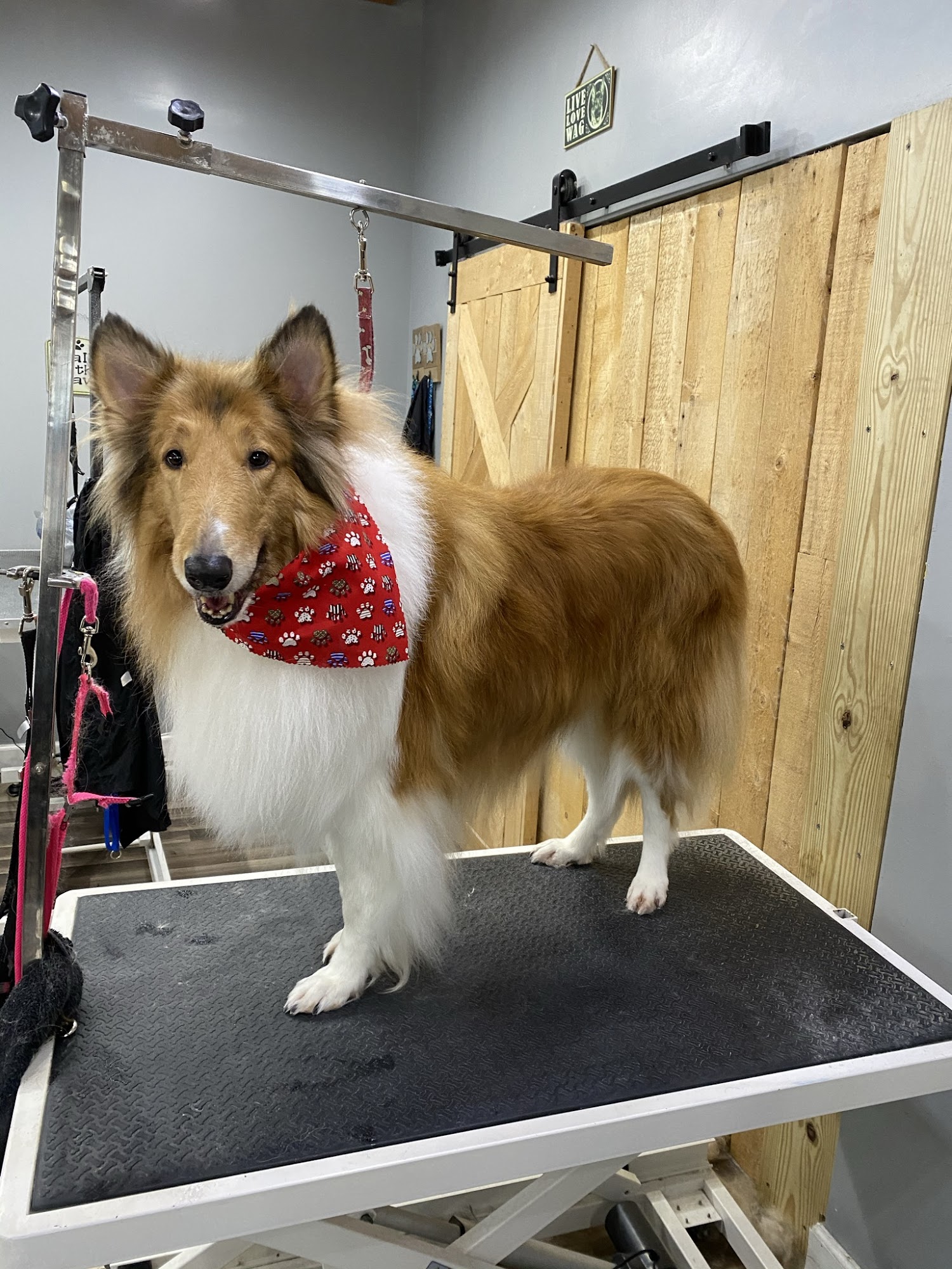 Broadway Paws Lebanon