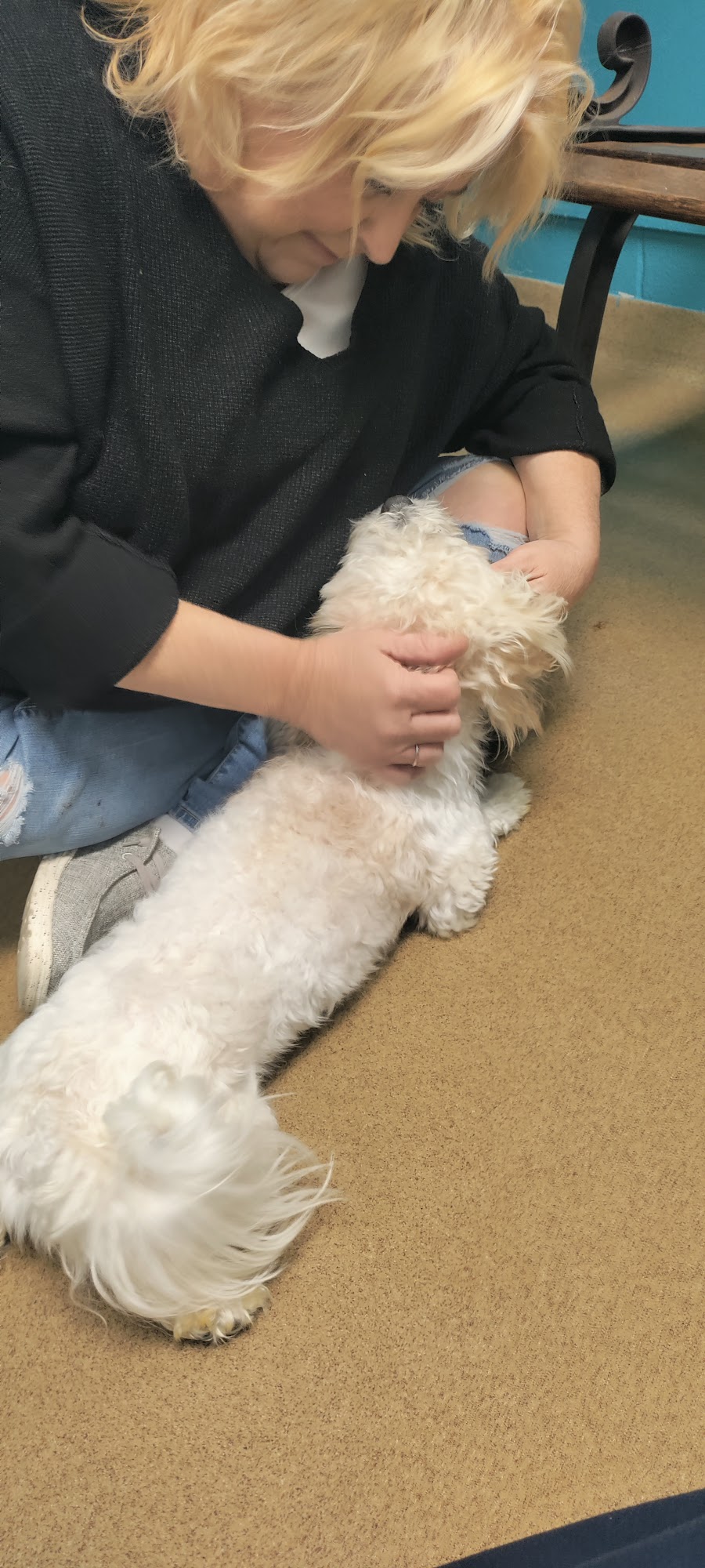 Warren County Animal Shelter Lebanon