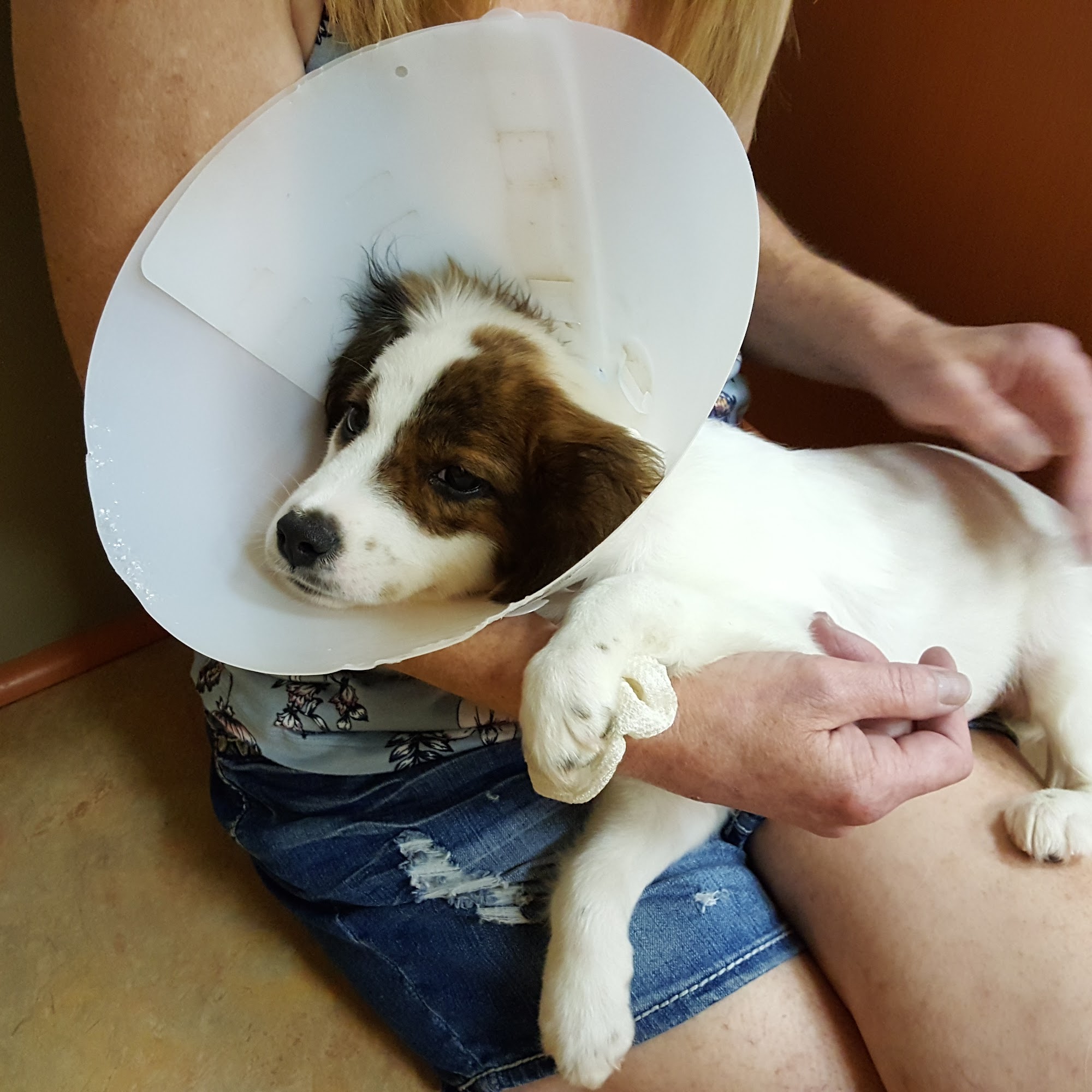 Animal Care Center of Polaris Lewis Center