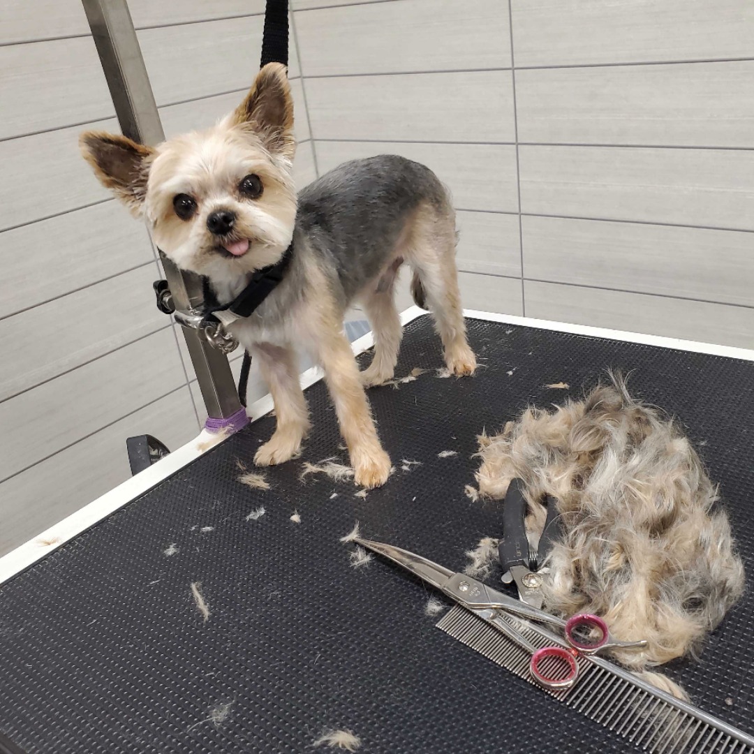 Mutts & Co. Lewis Center