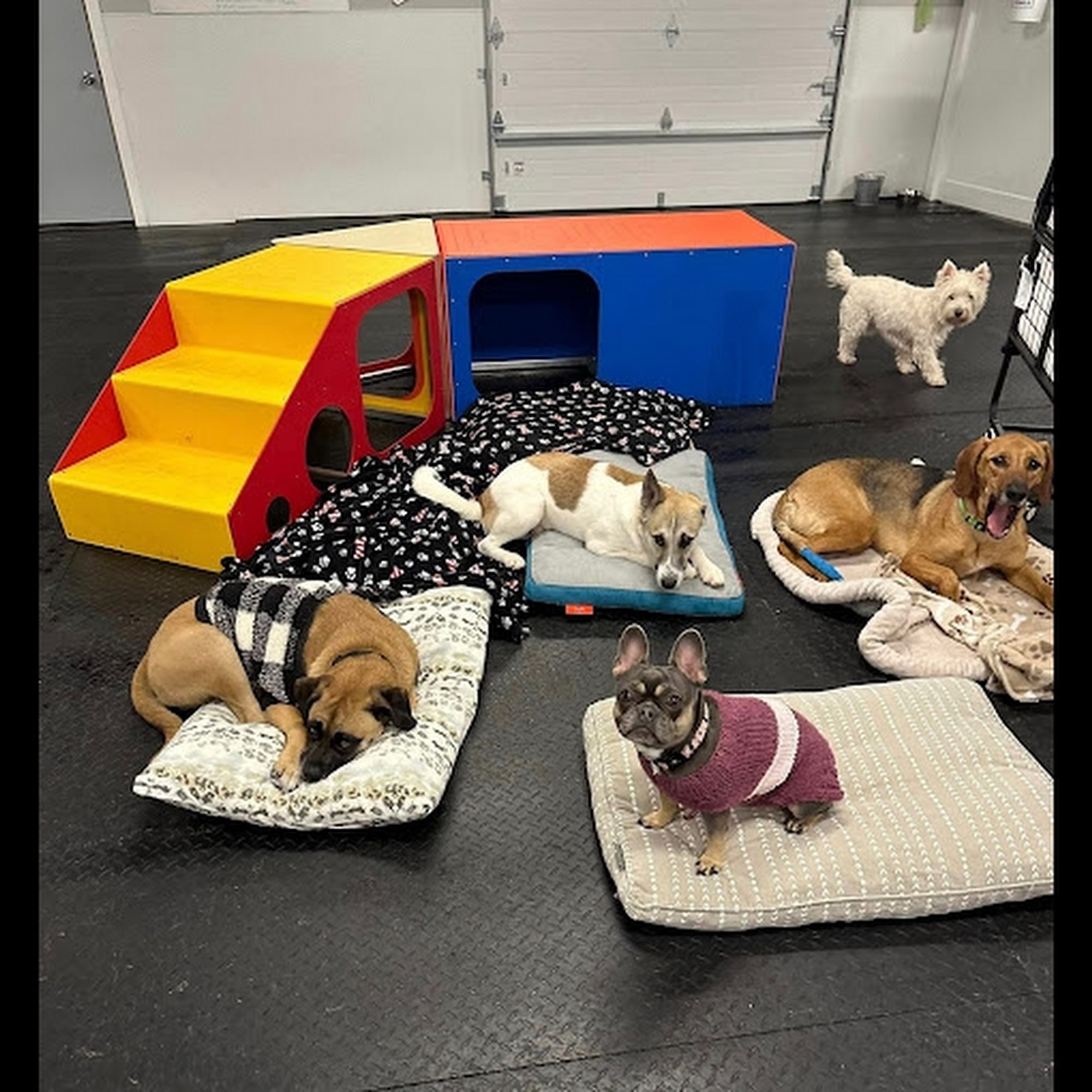 Camp Run-A-Mutt Columbus Lewis Center