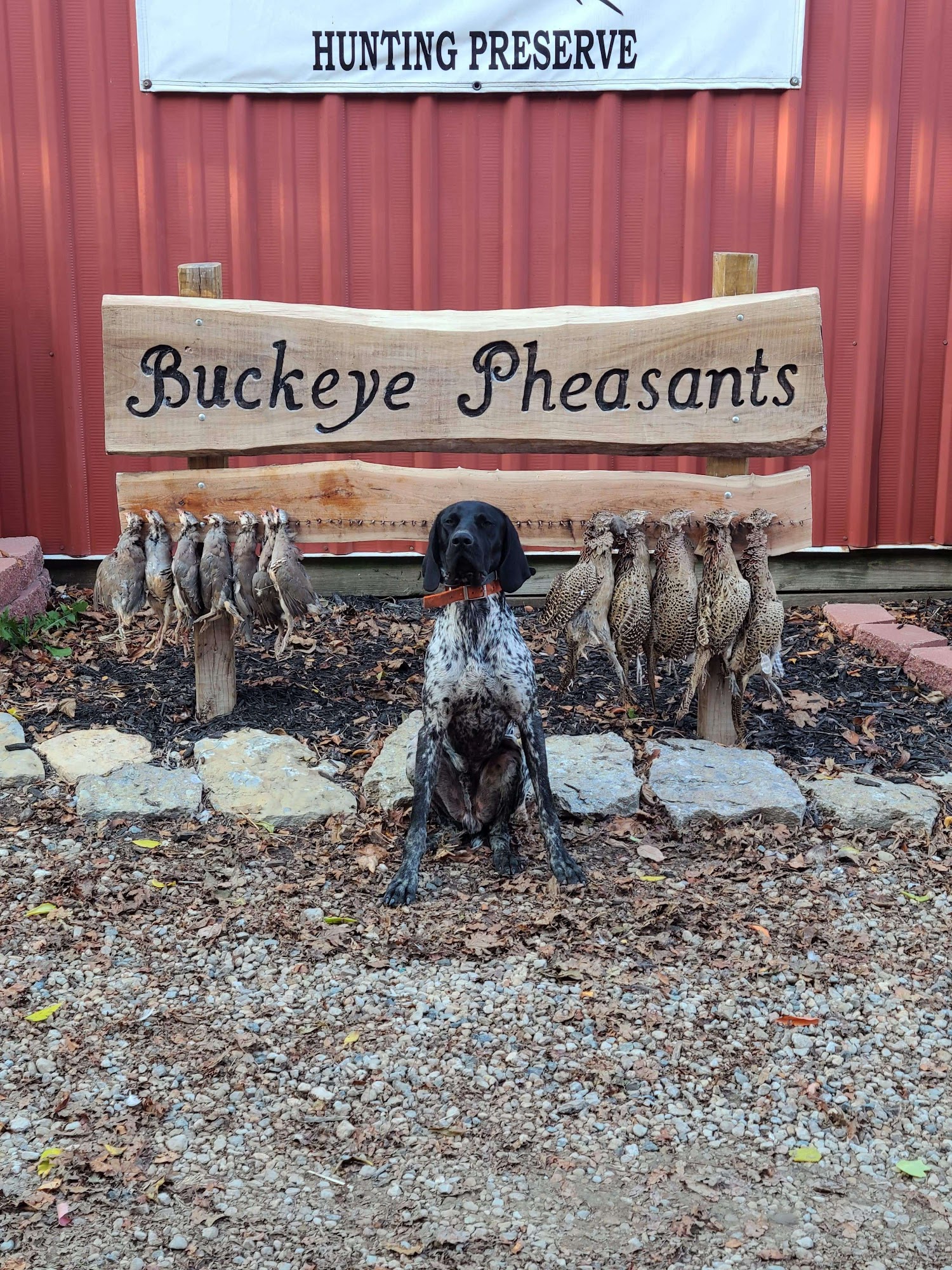 Horses & Hunting Dogs Lewisburg