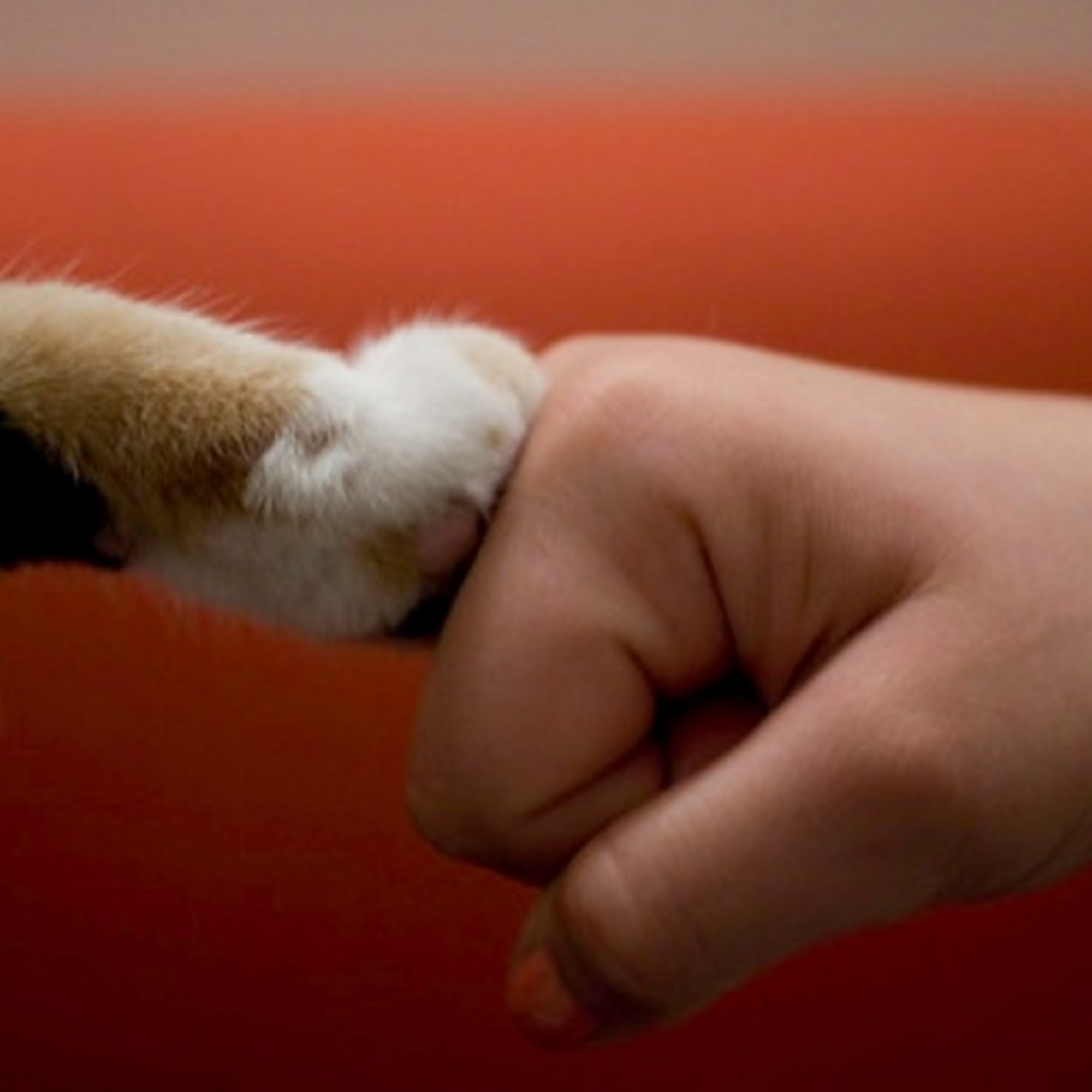 Liberty Veterinary Hospital Liberty