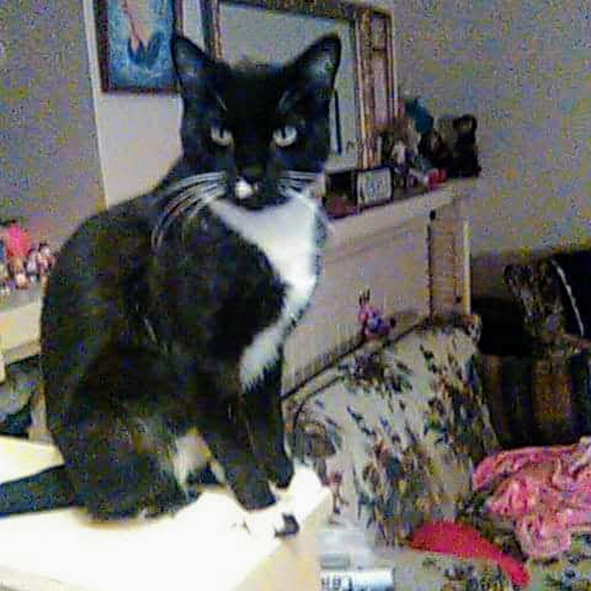 Midwest Animal Clinic Lima