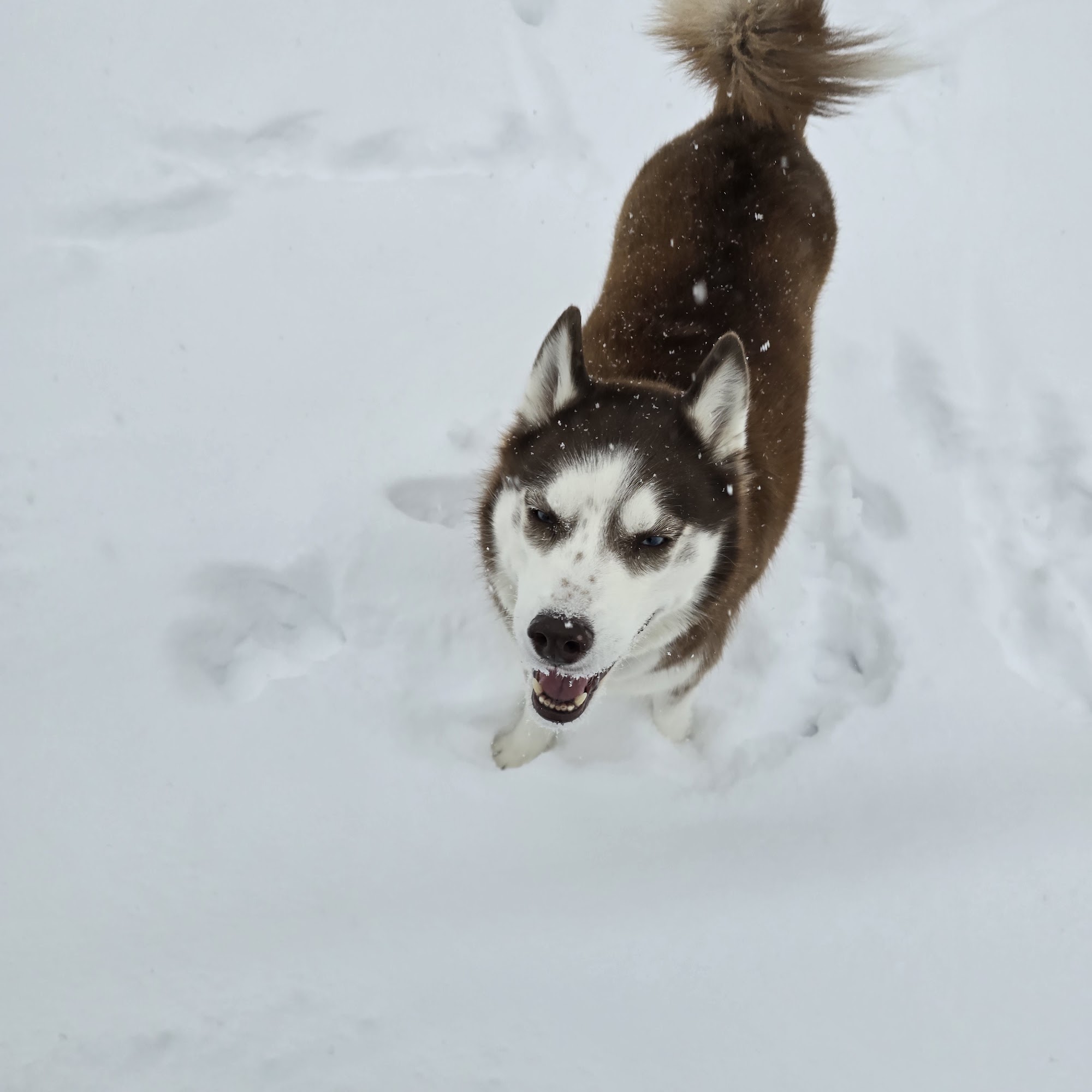 Heidt Veterinary Hospital Lima