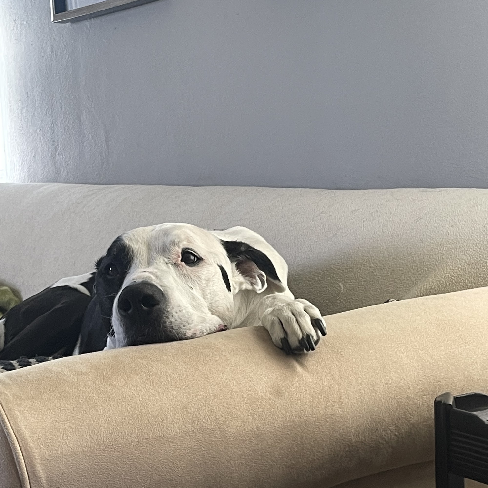 Heaven Sent Home Pet Loss Lima