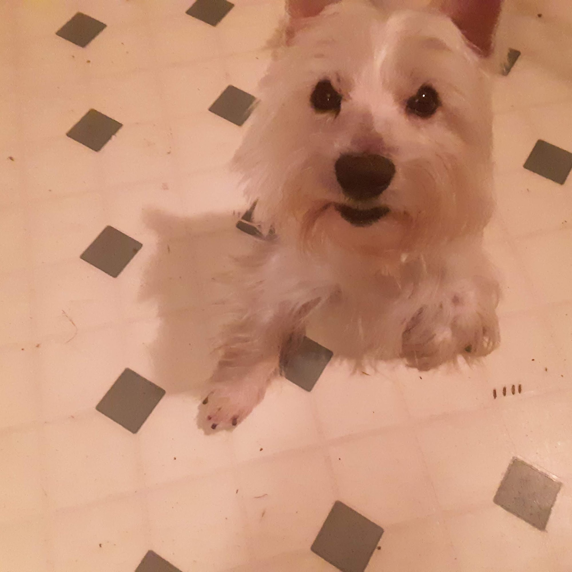 Anita's Pet Grooming Lima