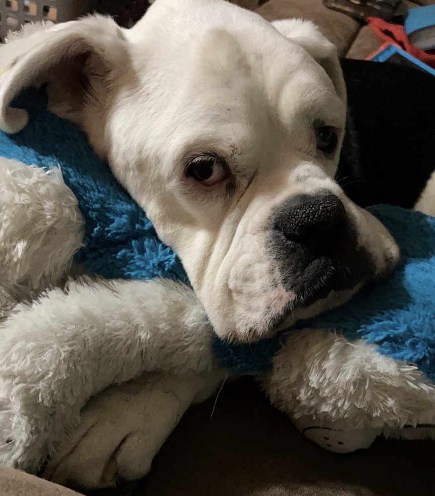 Dr. Gordon T. Schmucker