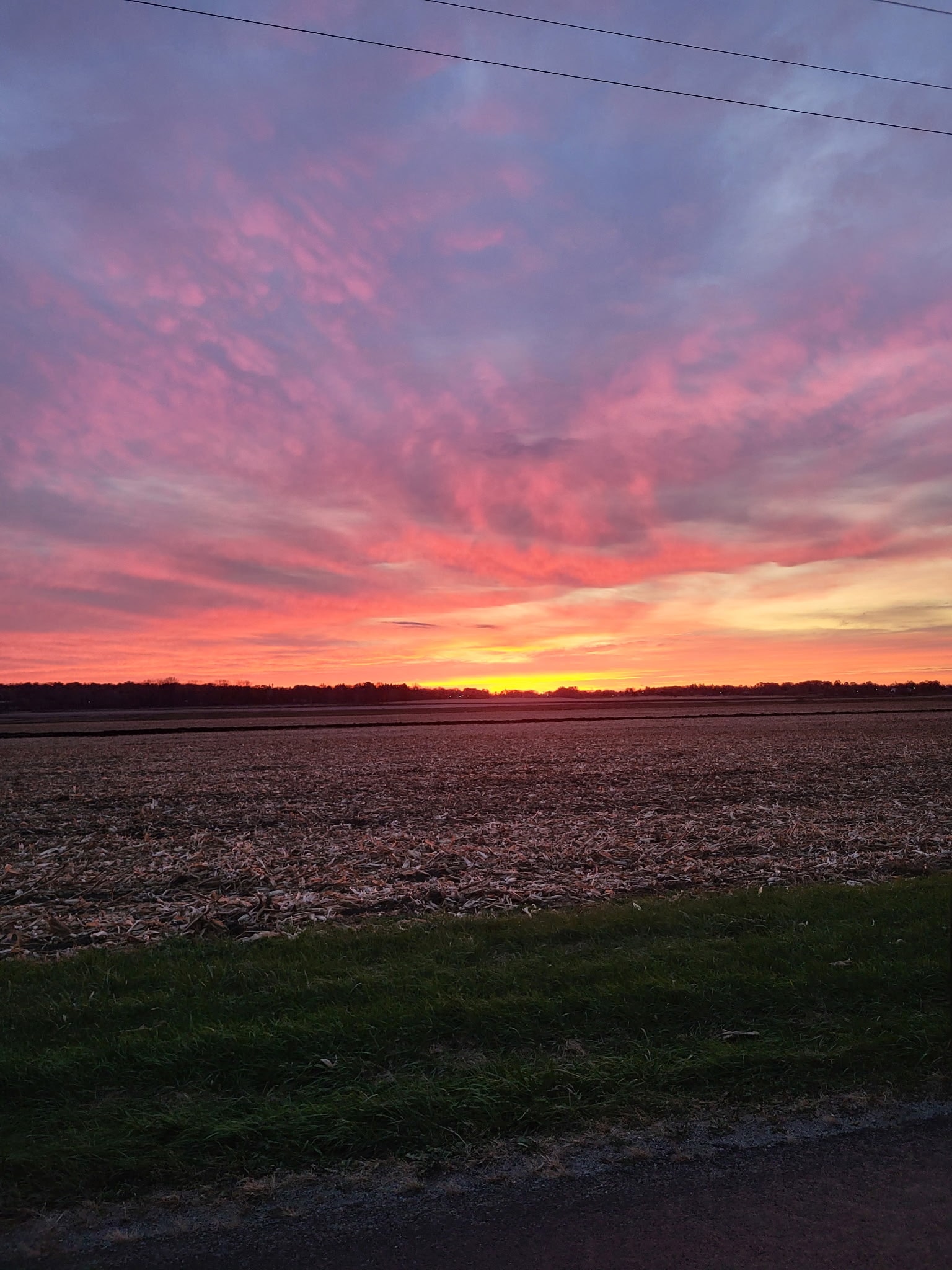 Hall Growers Inc Lodi