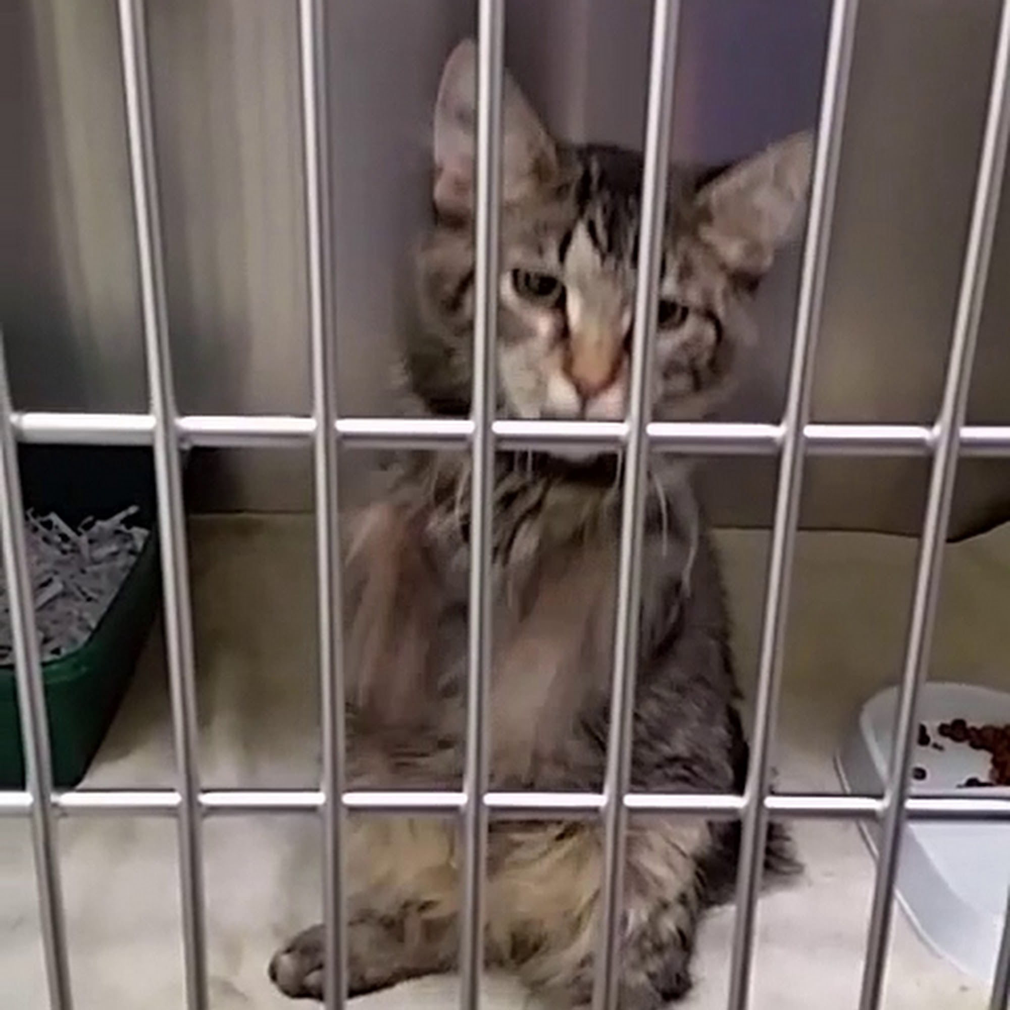 Hocking Hills Animal Clinic Logan