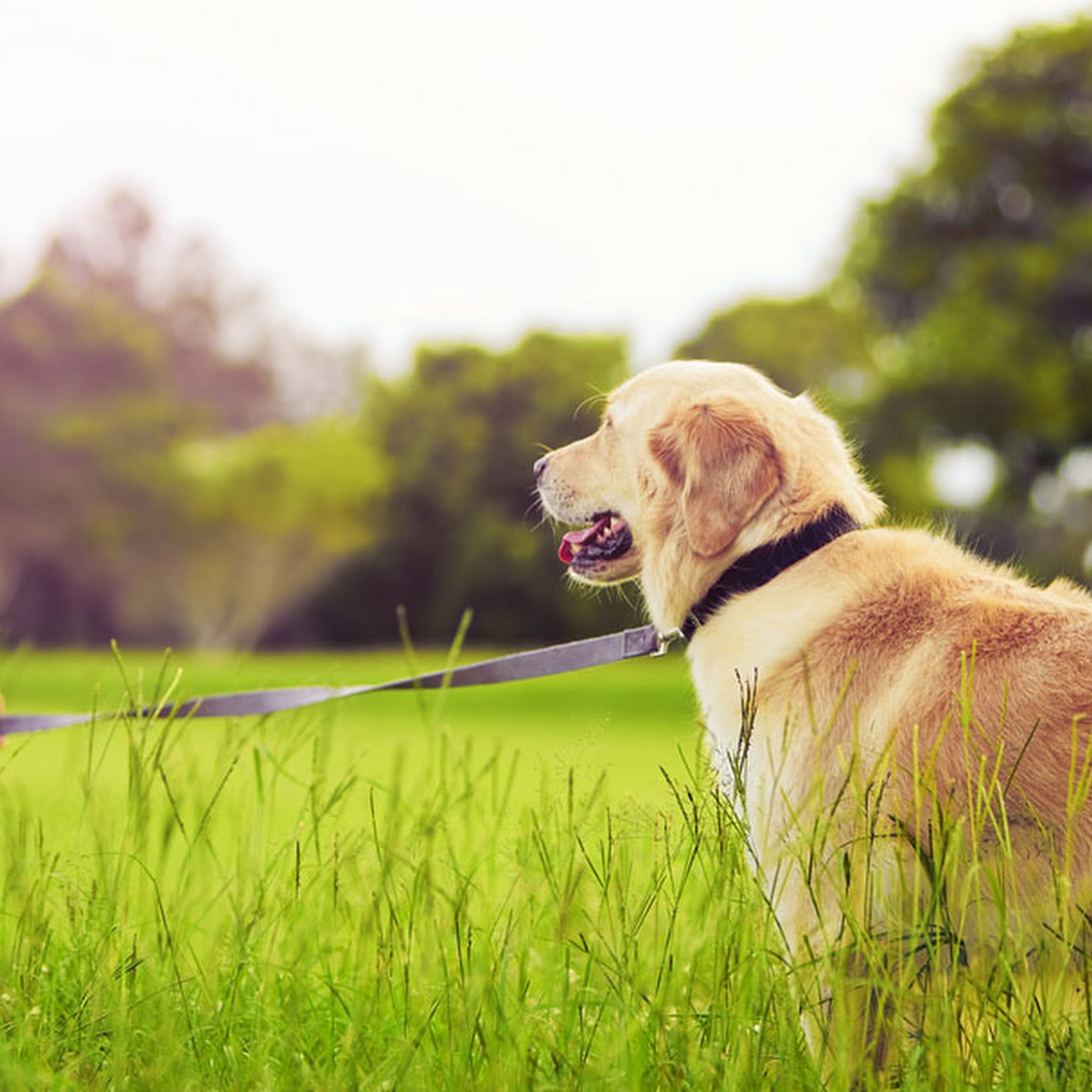 Logan Animal Clinic Logan