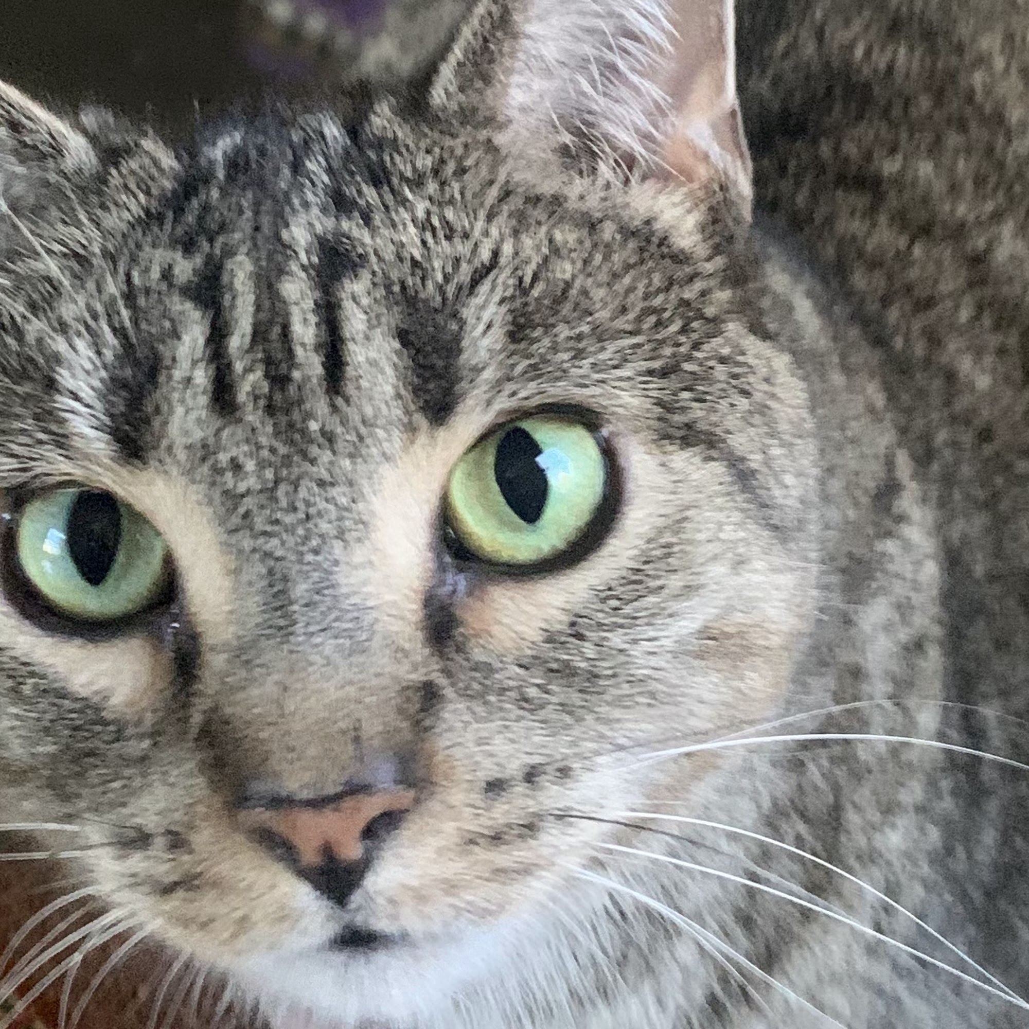 London Animal Hospital London