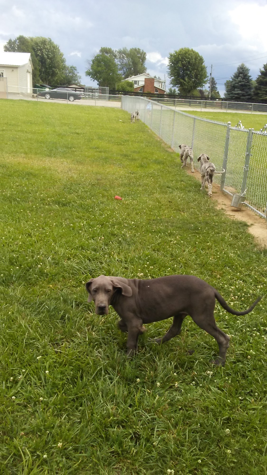 Richmond Kennel London