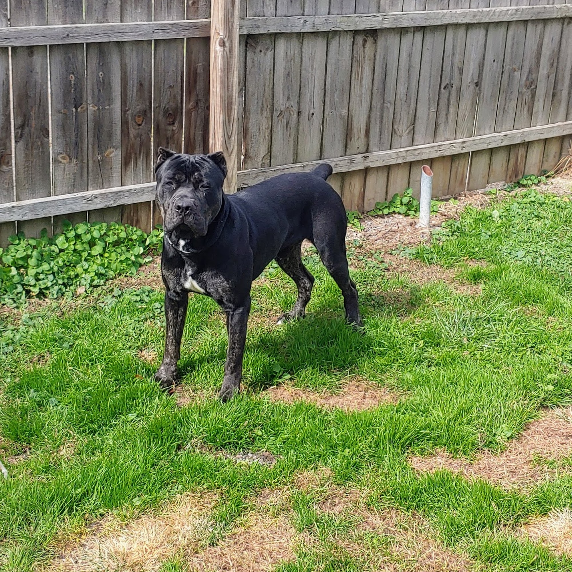Dignified K9 Grooming, Training & Boarding Lorain