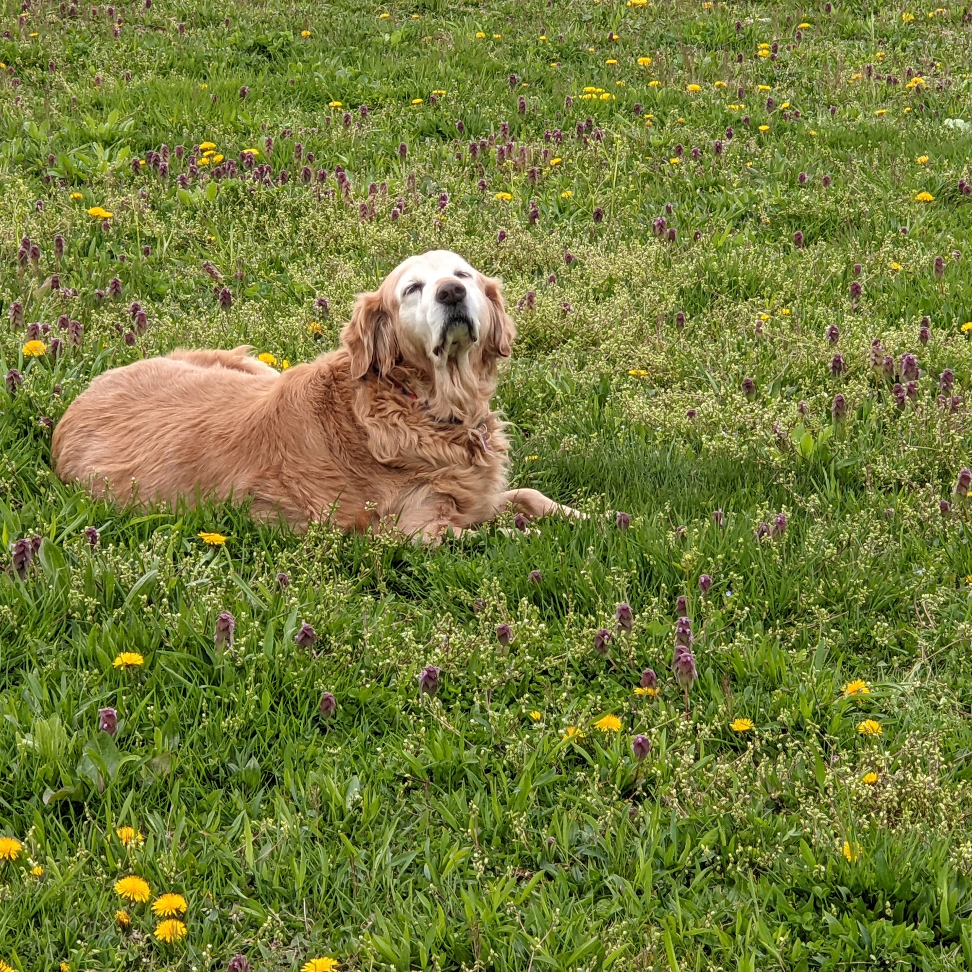 Byland Animal Hospital Loudonville