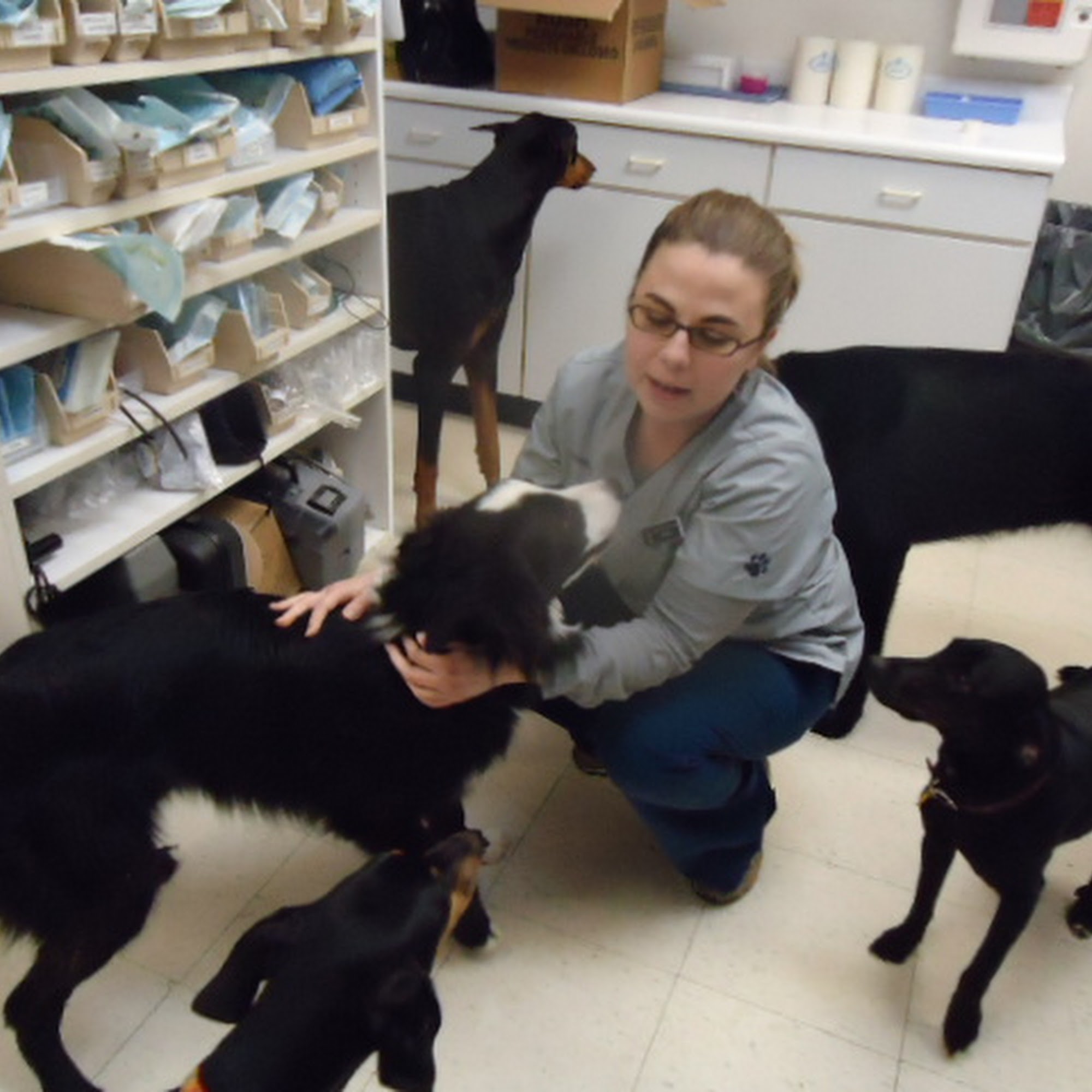 Seven Hills Pet Clinic Loveland