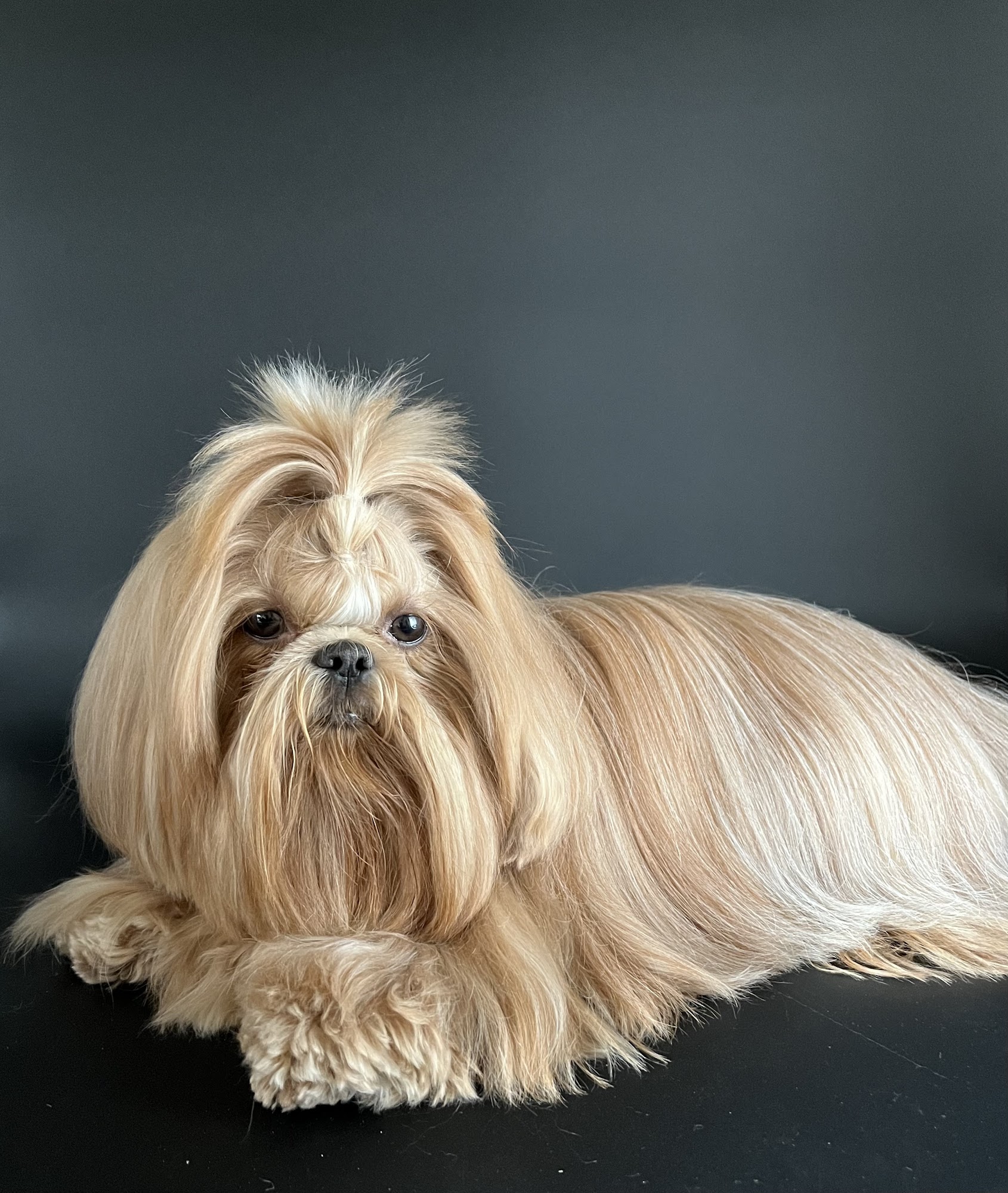 Kings Veterinary Hospital Loveland