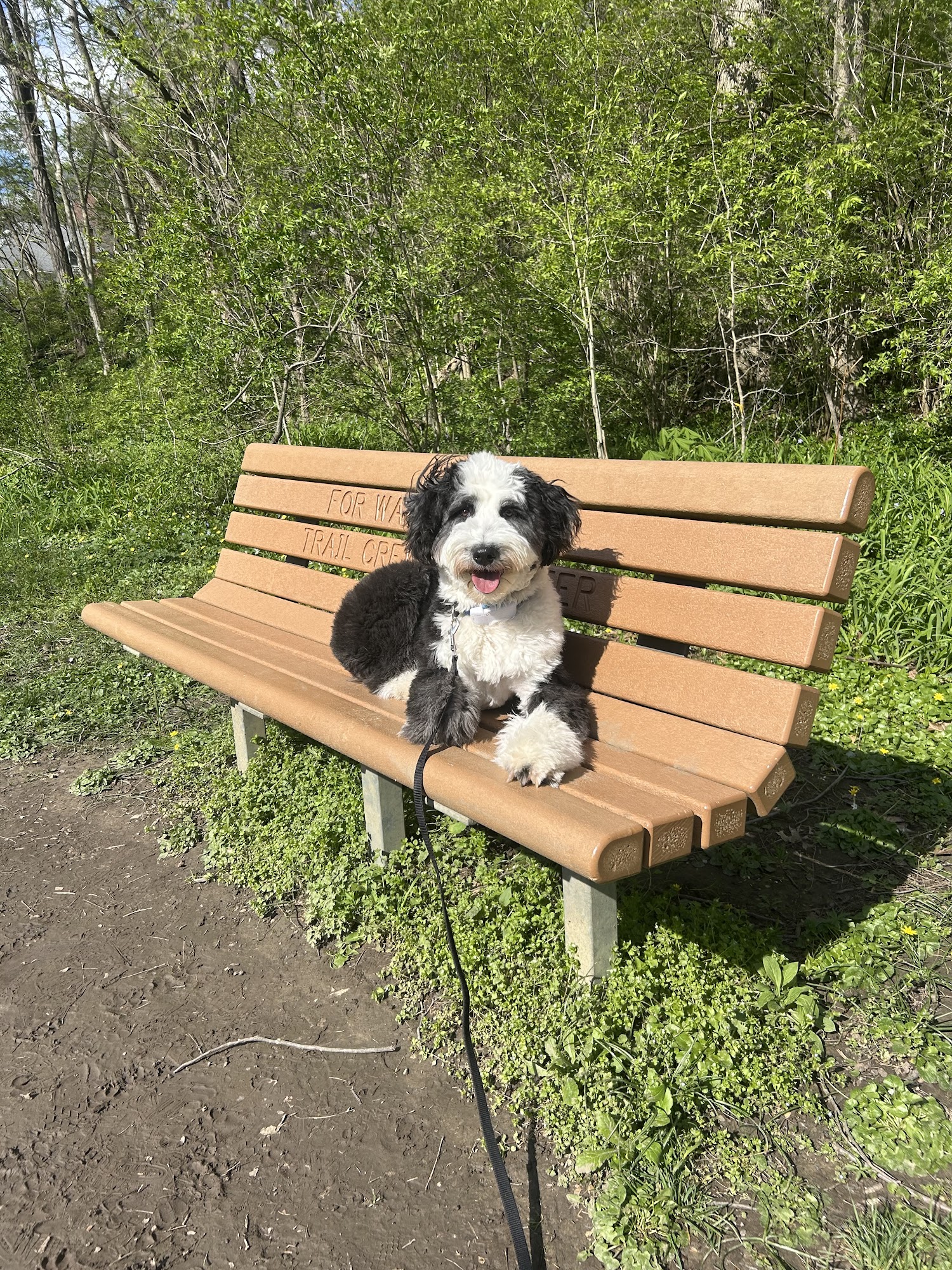 Off Leash K9 Training Cincinnati Loveland
