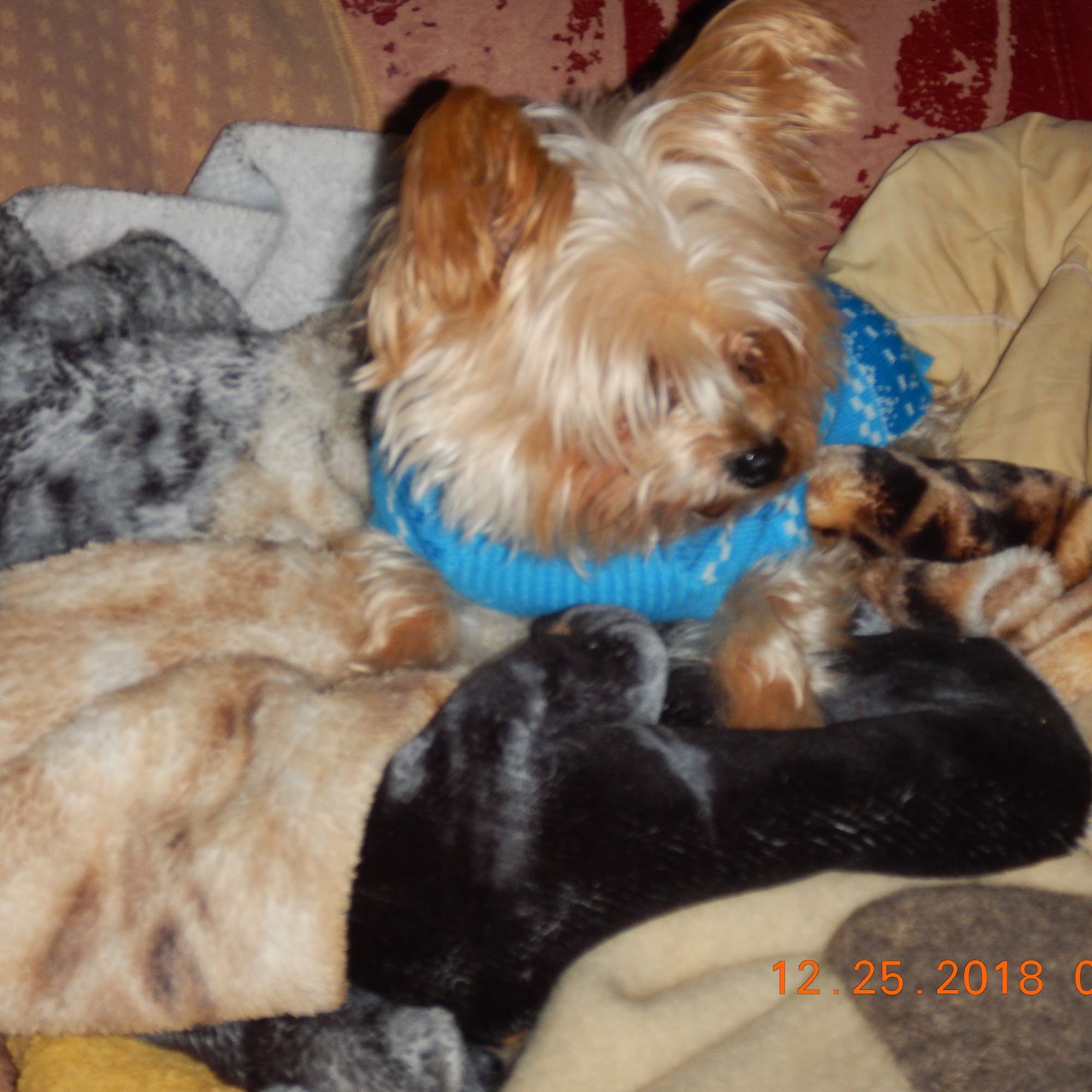 Pampered Paws Lucasville