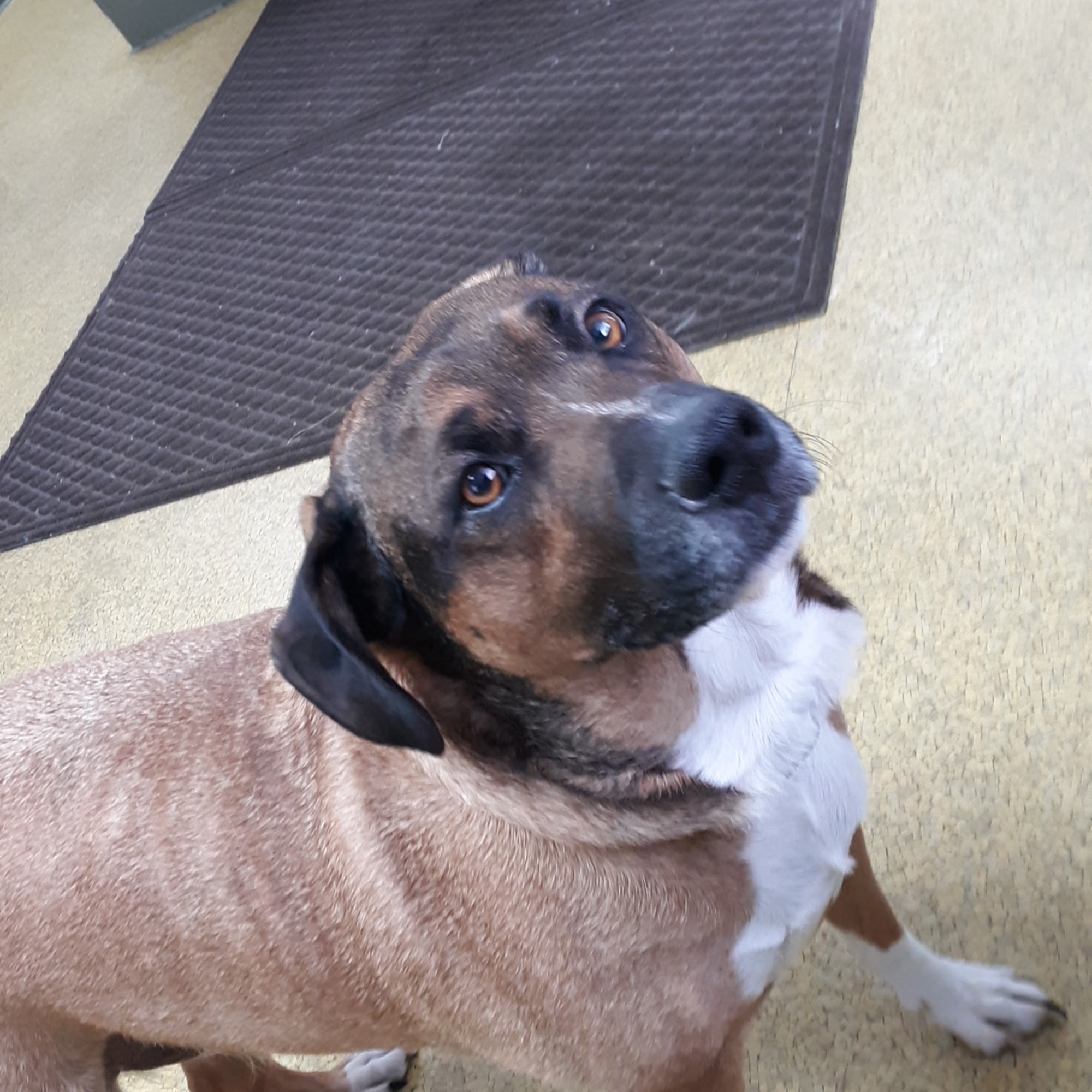 Lynchburg Veterinary Clinic Lynchburg