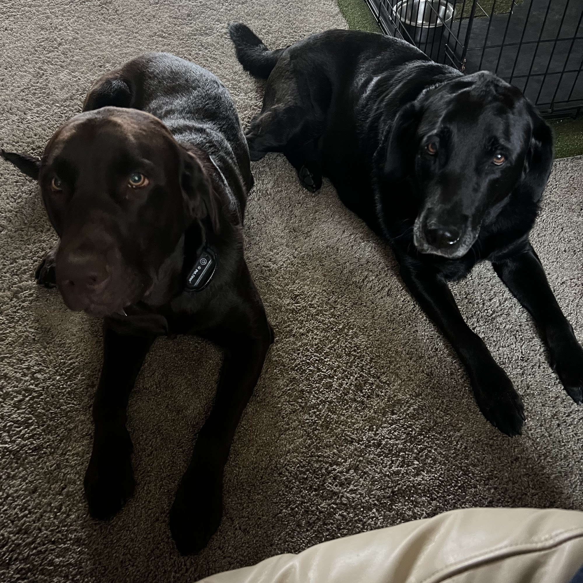 Dahl House Boarding Kennels Macedonia