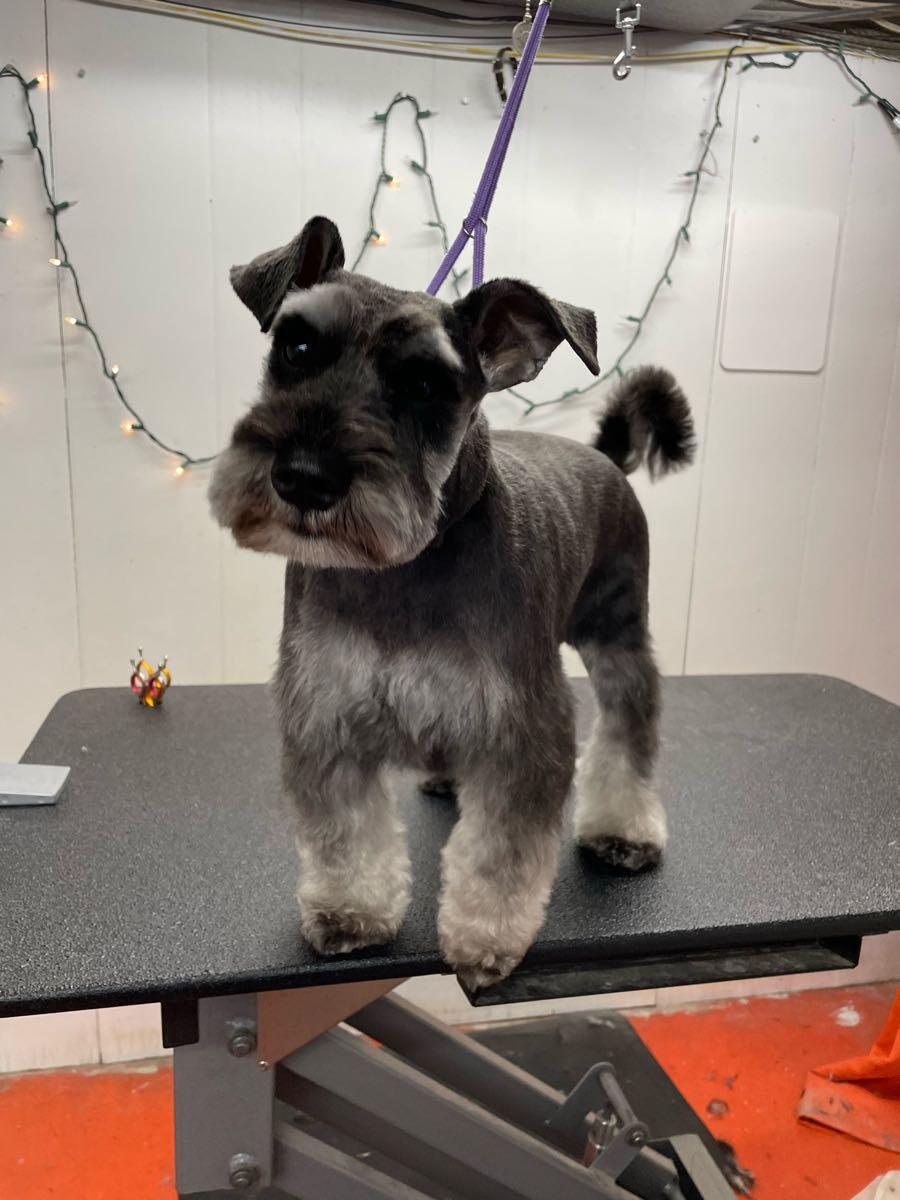 Dog-Venture LLC Macedonia