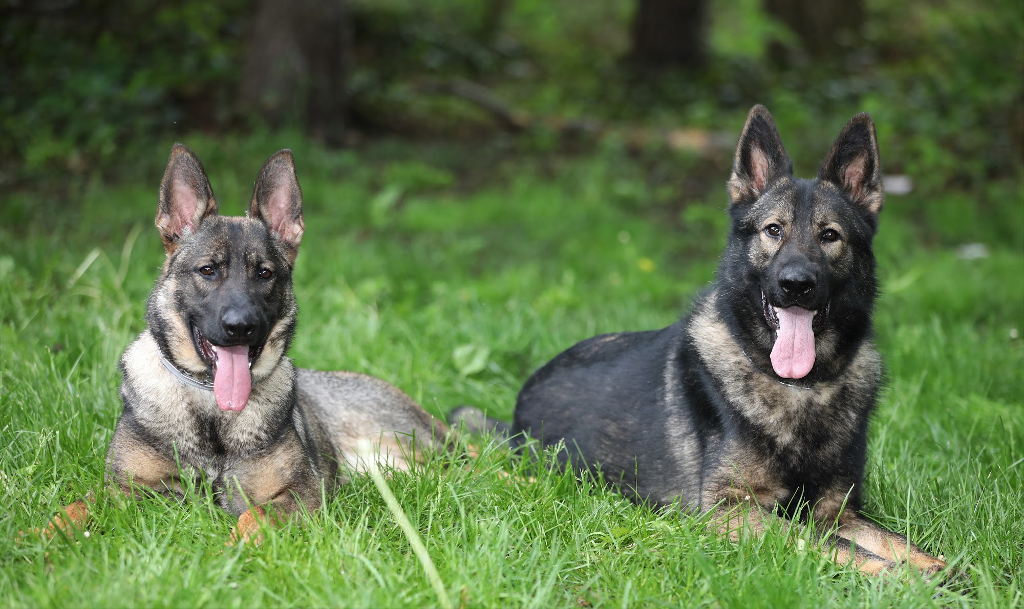 My Best Friend Dog Training (formerly Man's Best Friend Dog Training) Madison