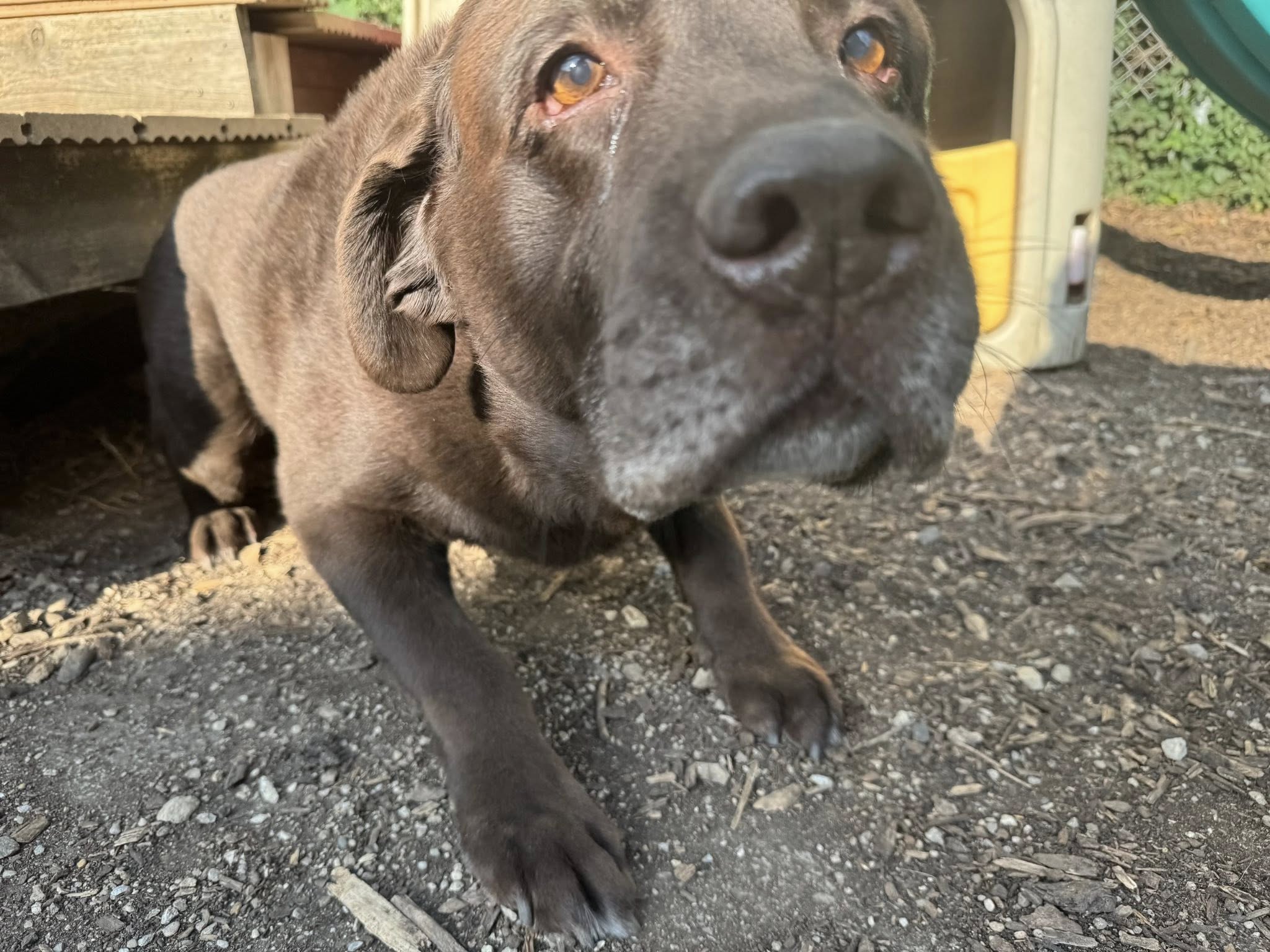 Four Paws Pet Care and Kennel Maineville