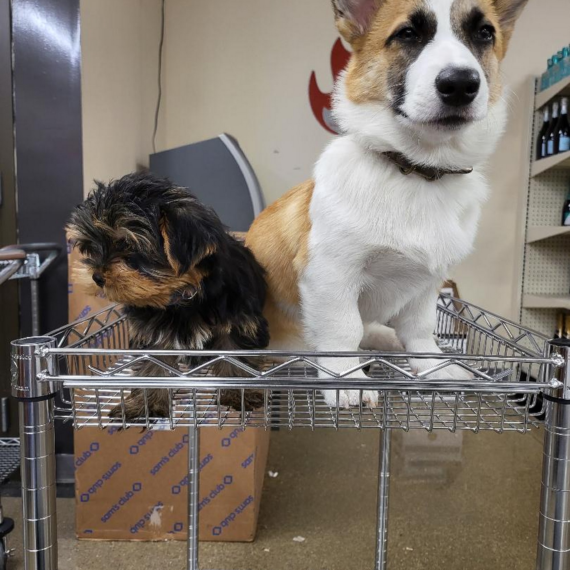 The Pup Palace Maineville