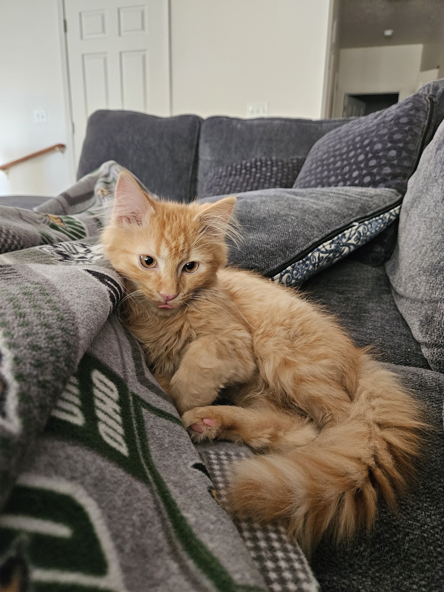 Myles Ahead Animal Sanctuary and Rescue Maineville