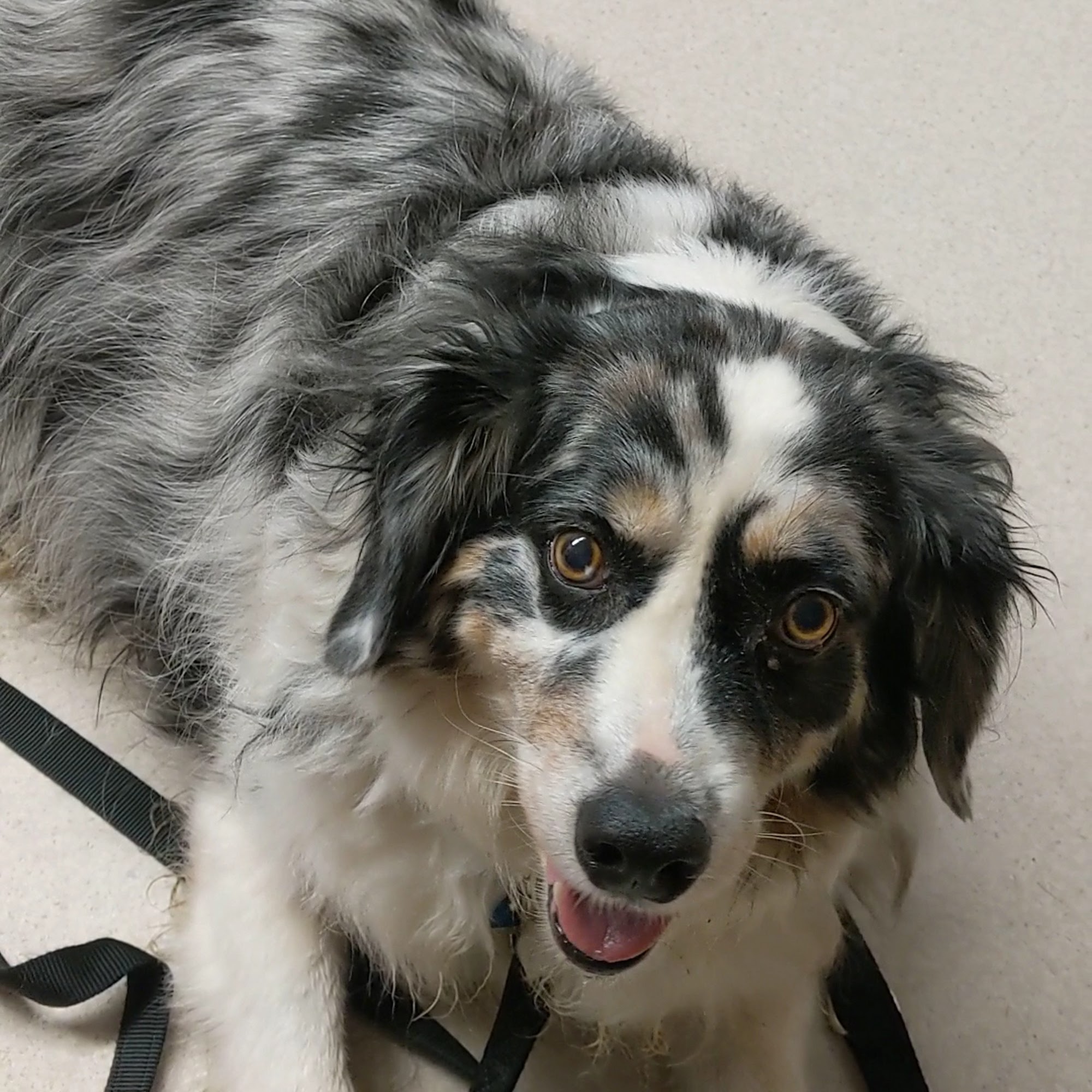 Ashland Road Animal Clinic Inc Mansfield