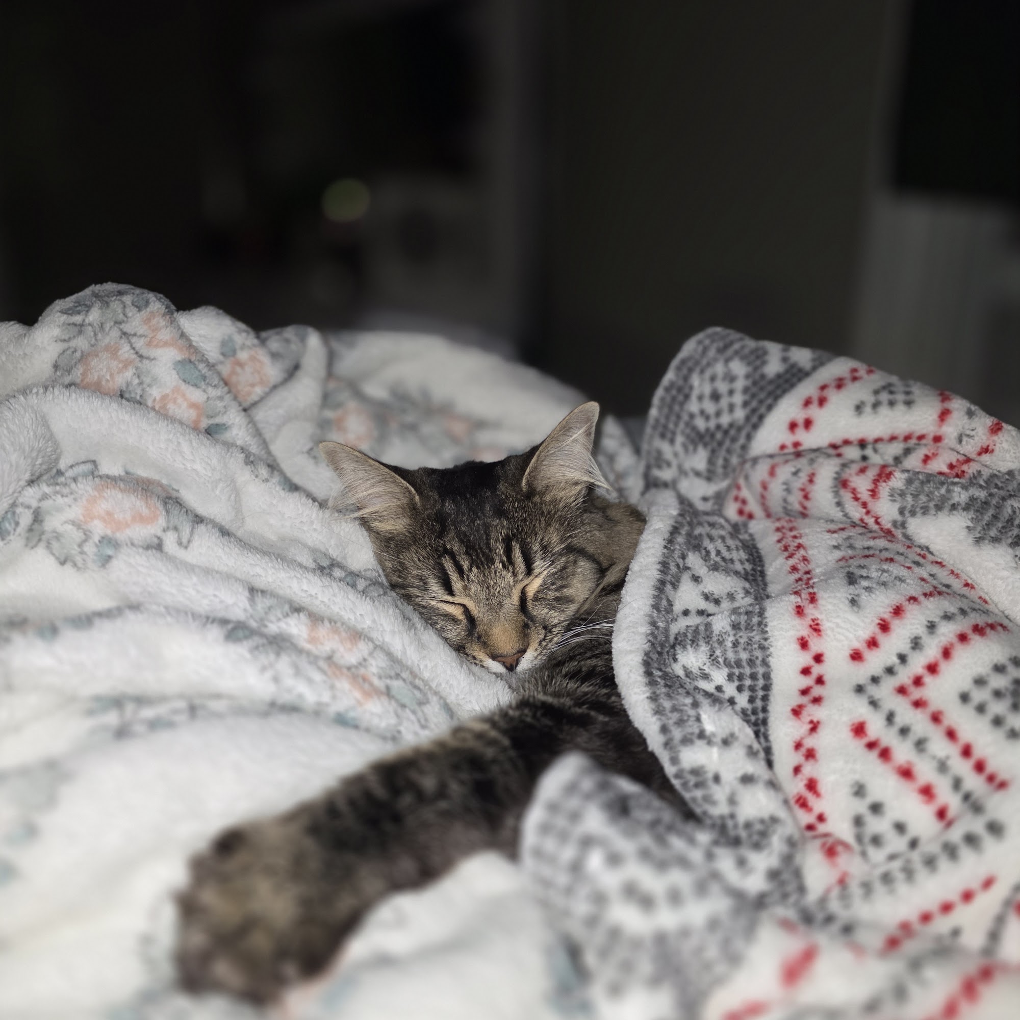 Akers Veterinary Hospital Mansfield