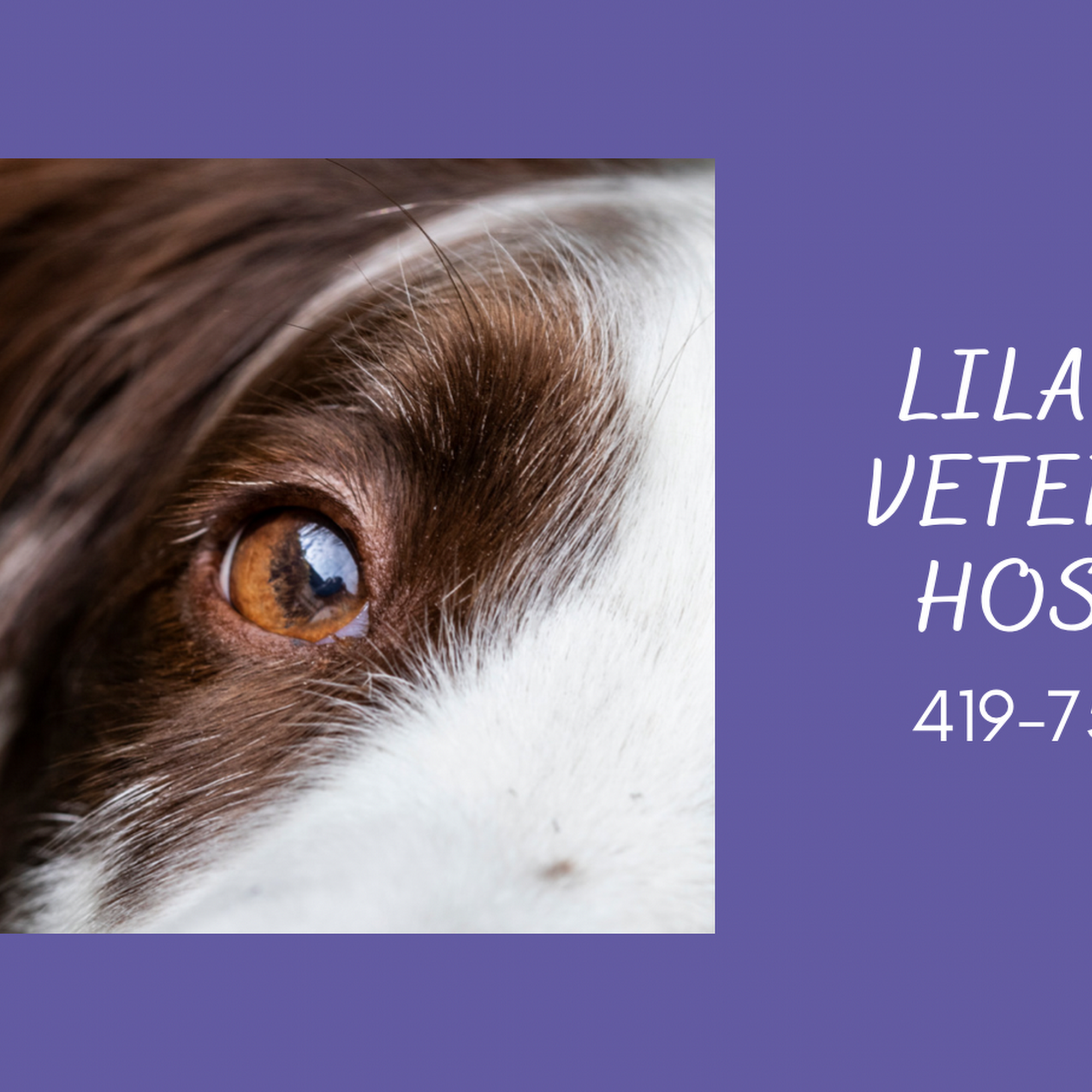 Lilac Hill Veterinary Hospital Mansfield
