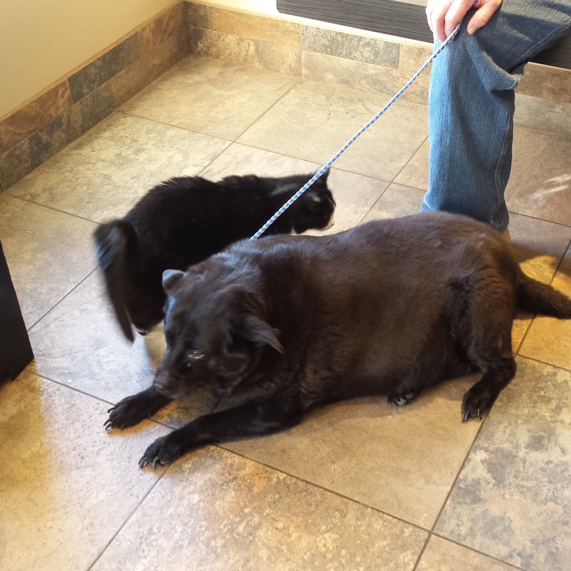 AMC Pet Resort Mansfield