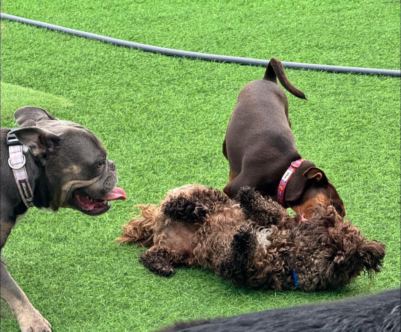 Sunset Acres Pet Lodge Mansfield