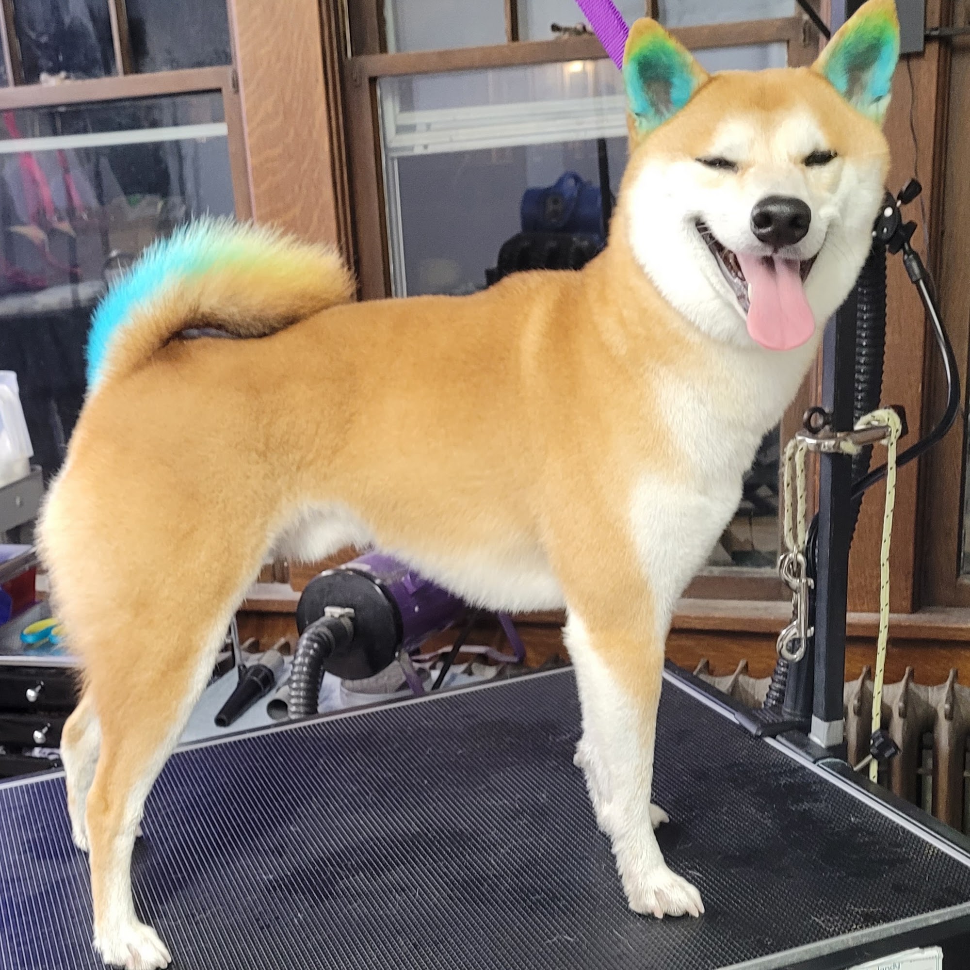 Pawsitive Pet Grooming Mansfield