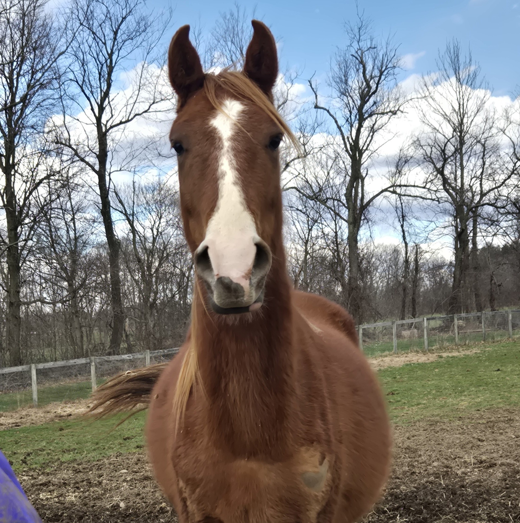 Sand Hill Stable Mantua
