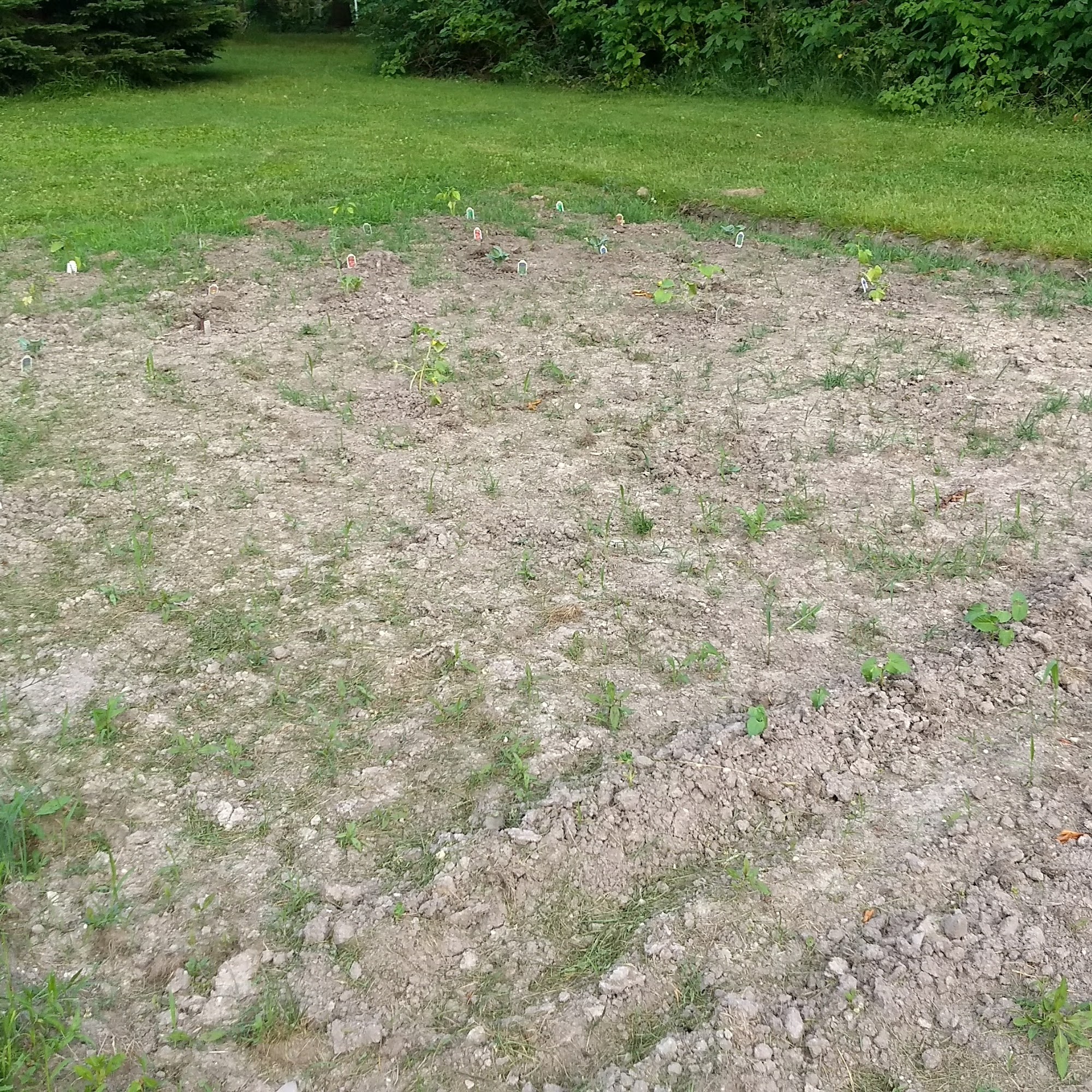 Common Ground Farm & Kennel Mantua