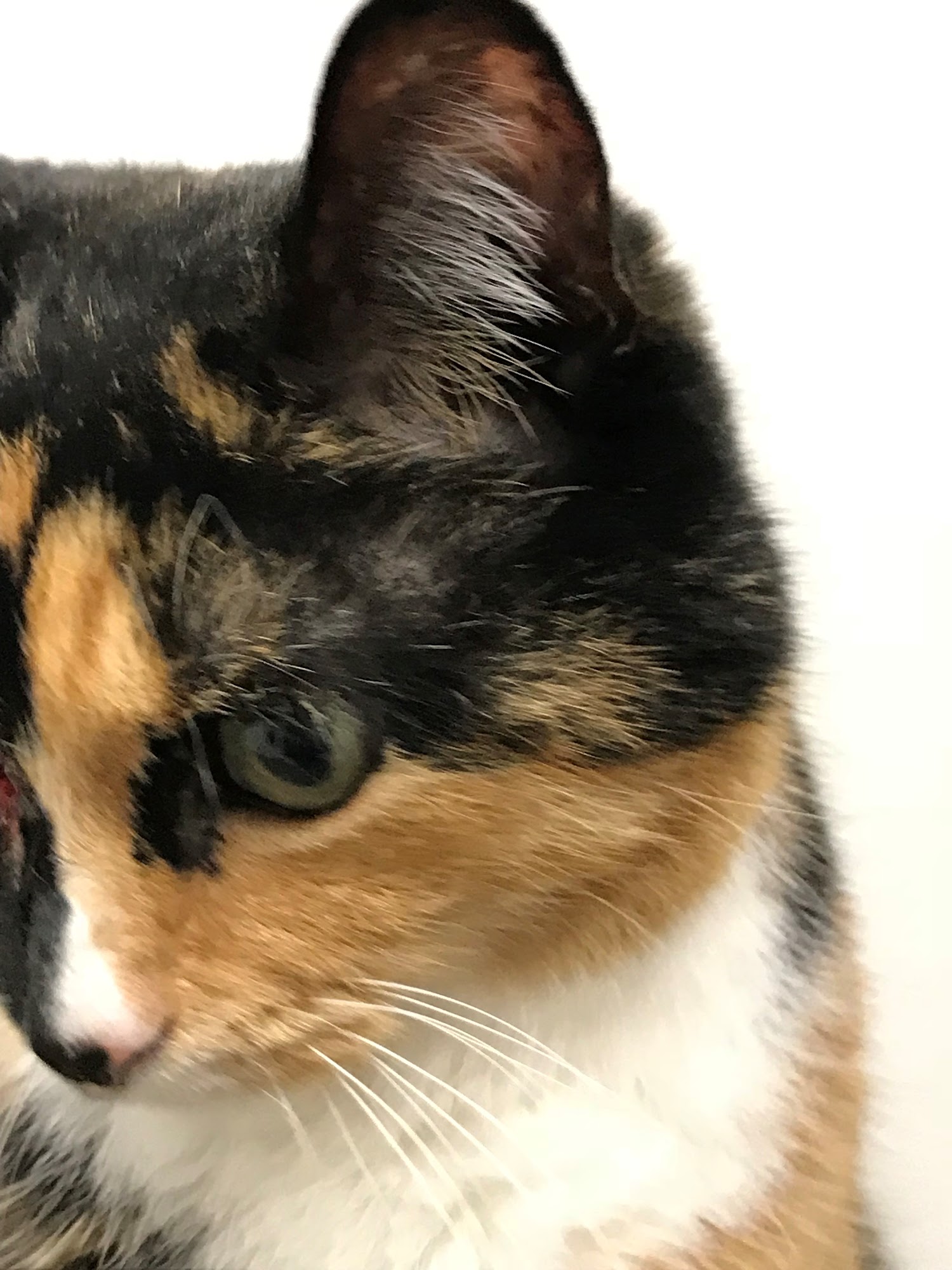 Premier Boarding Kennel Marengo