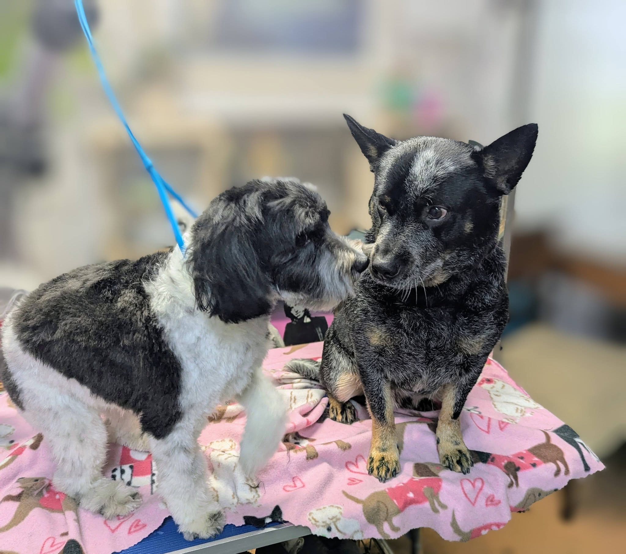 Durfee Dogs Spa and Retreat Marengo