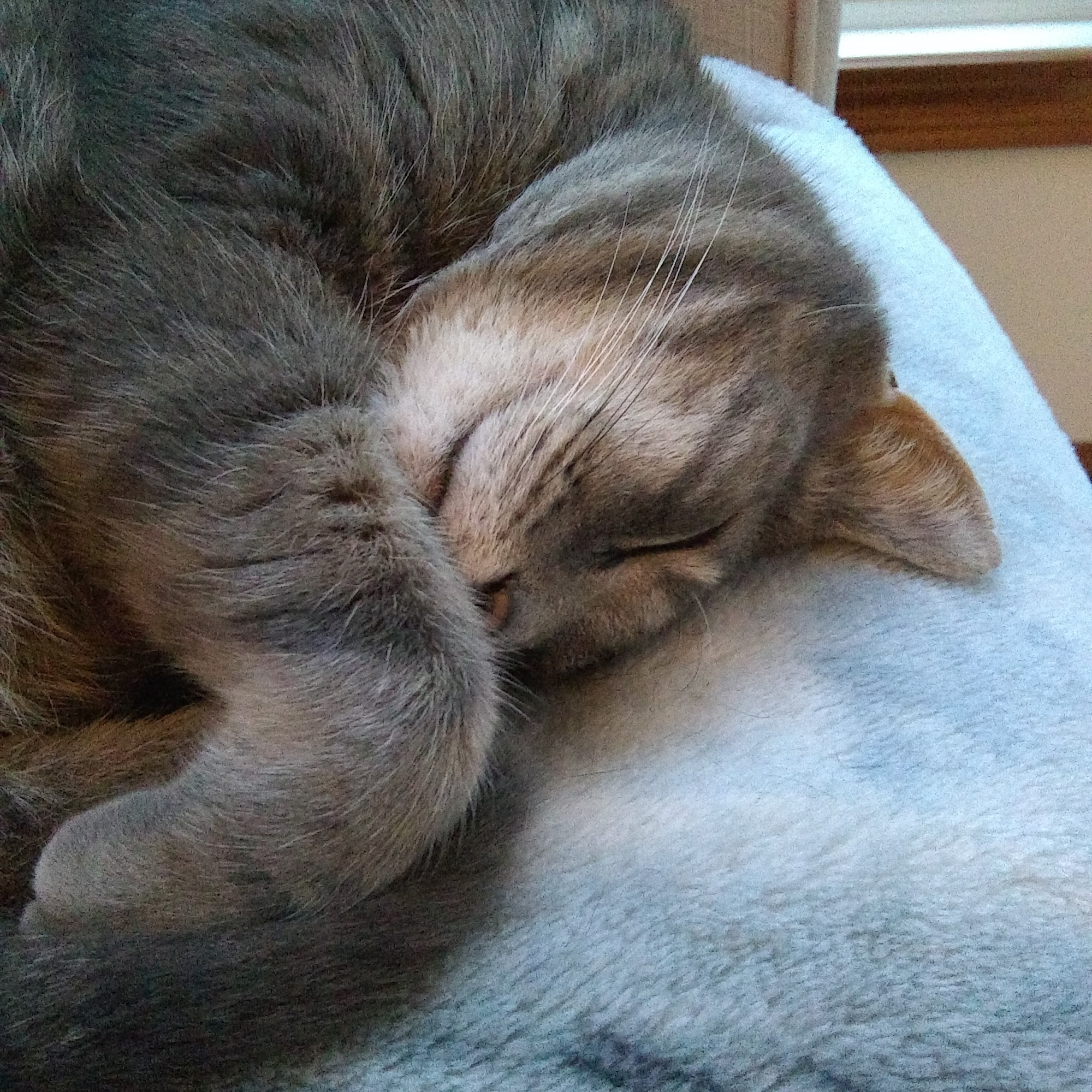 Ohio Valley Veterinary Hospital Marietta